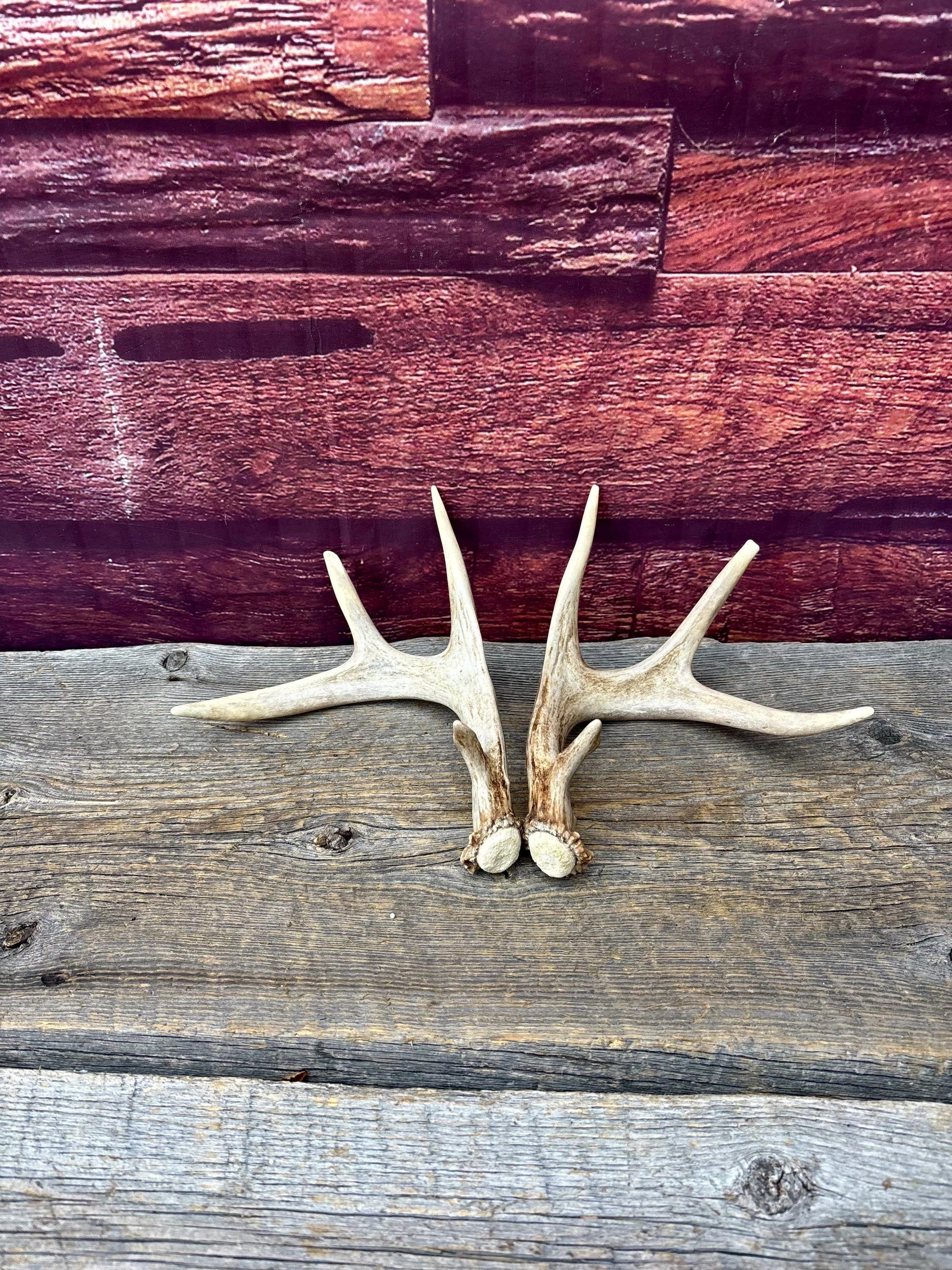 Deer Antlers - Small White-tailed Deer Matching set. Canadian Buck. Crafting and Decor Antlers