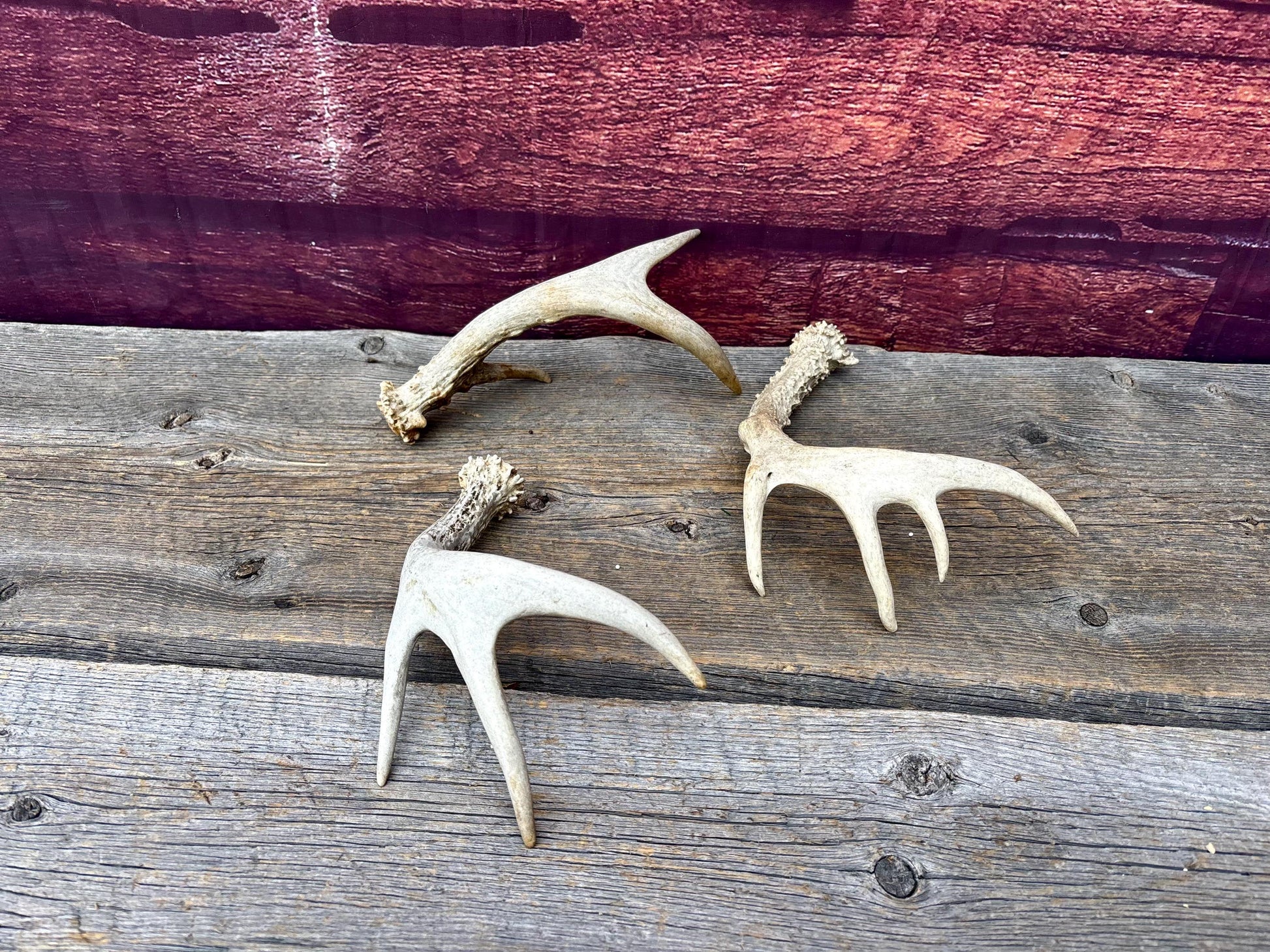 3 Pack of Small White-tailed Deer Antlers - decor, crafting and more!