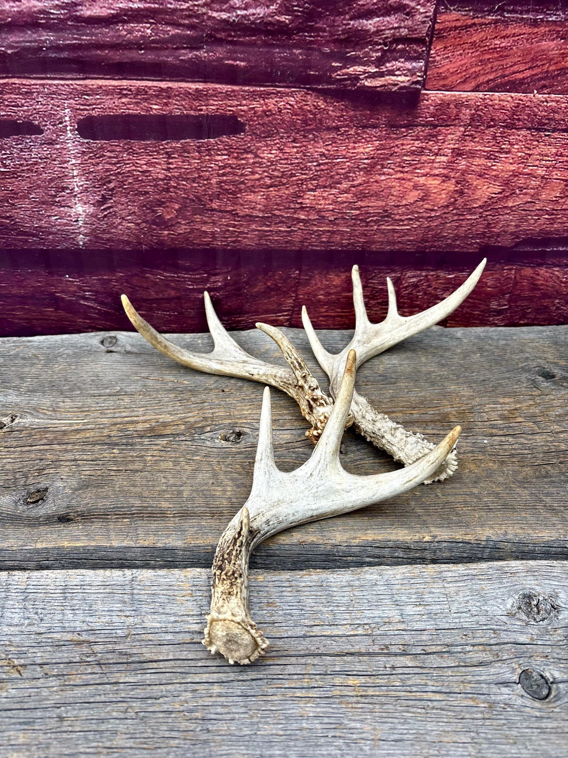 3 Pack of Small White-tailed Deer Antlers - decor, crafting and more!