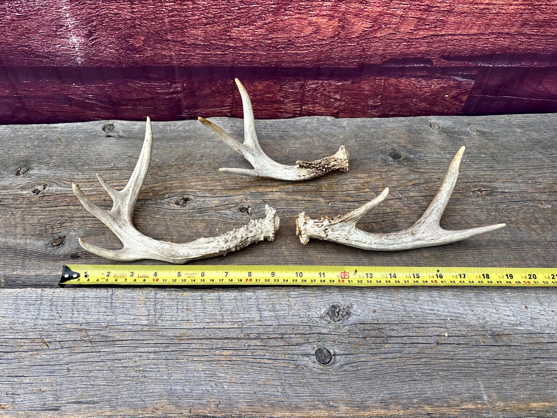 3 Pack of Small White-tailed Deer Antlers - decor, crafting and more!
