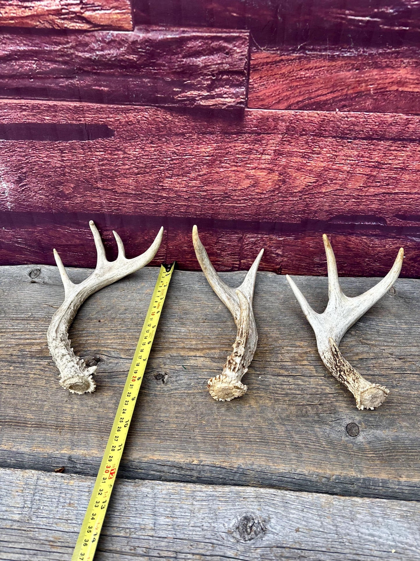 3 Pack of Small White-tailed Deer Antlers - decor, crafting and more!