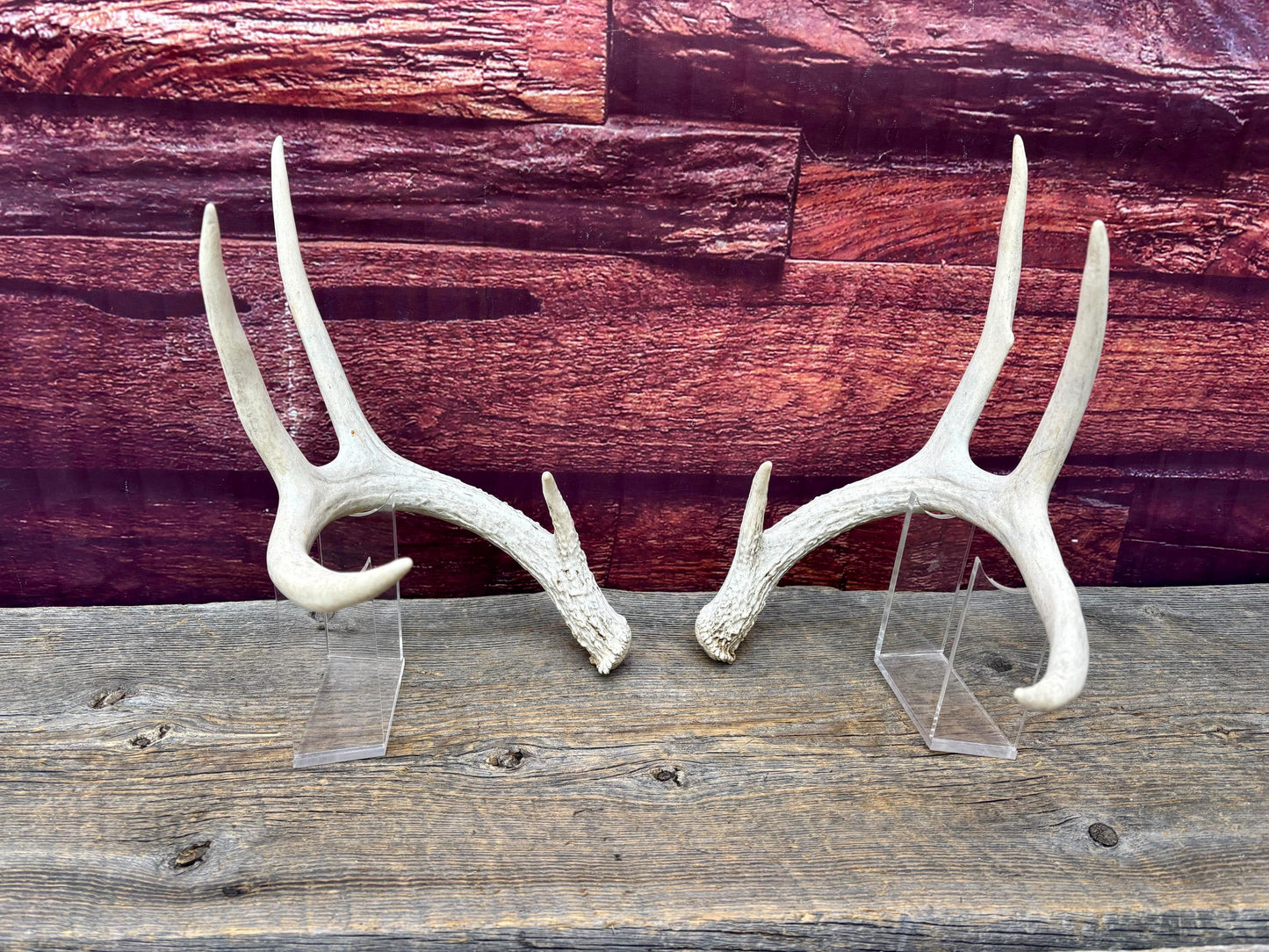 Deer Antlers - Medium Sized White-tailed Deer Matching set. Canadian Buck. Crafting and Decor Antlers
