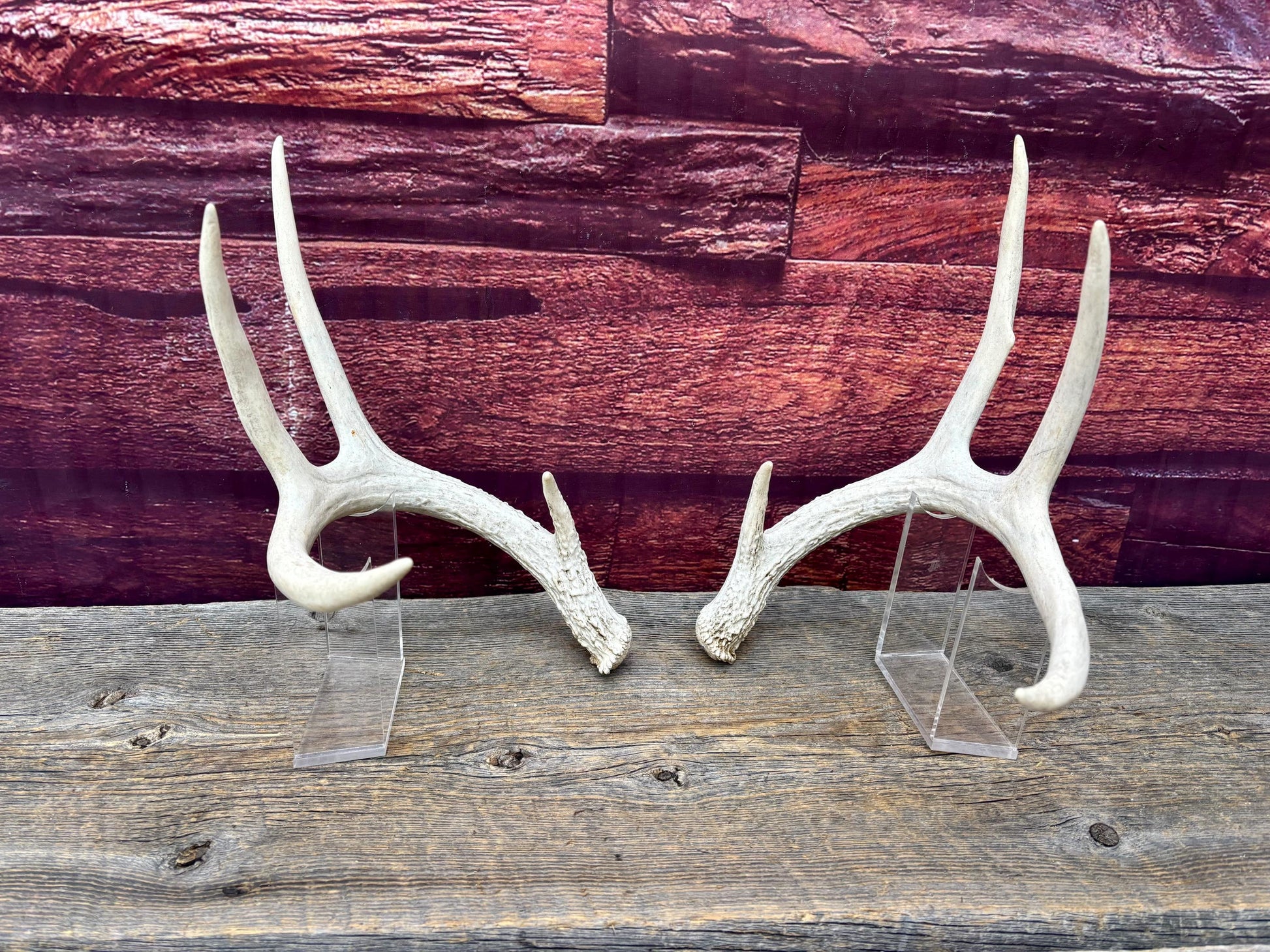 Deer Antlers - Medium Sized White-tailed Deer Matching set. Canadian Buck. Crafting and Decor Antlers