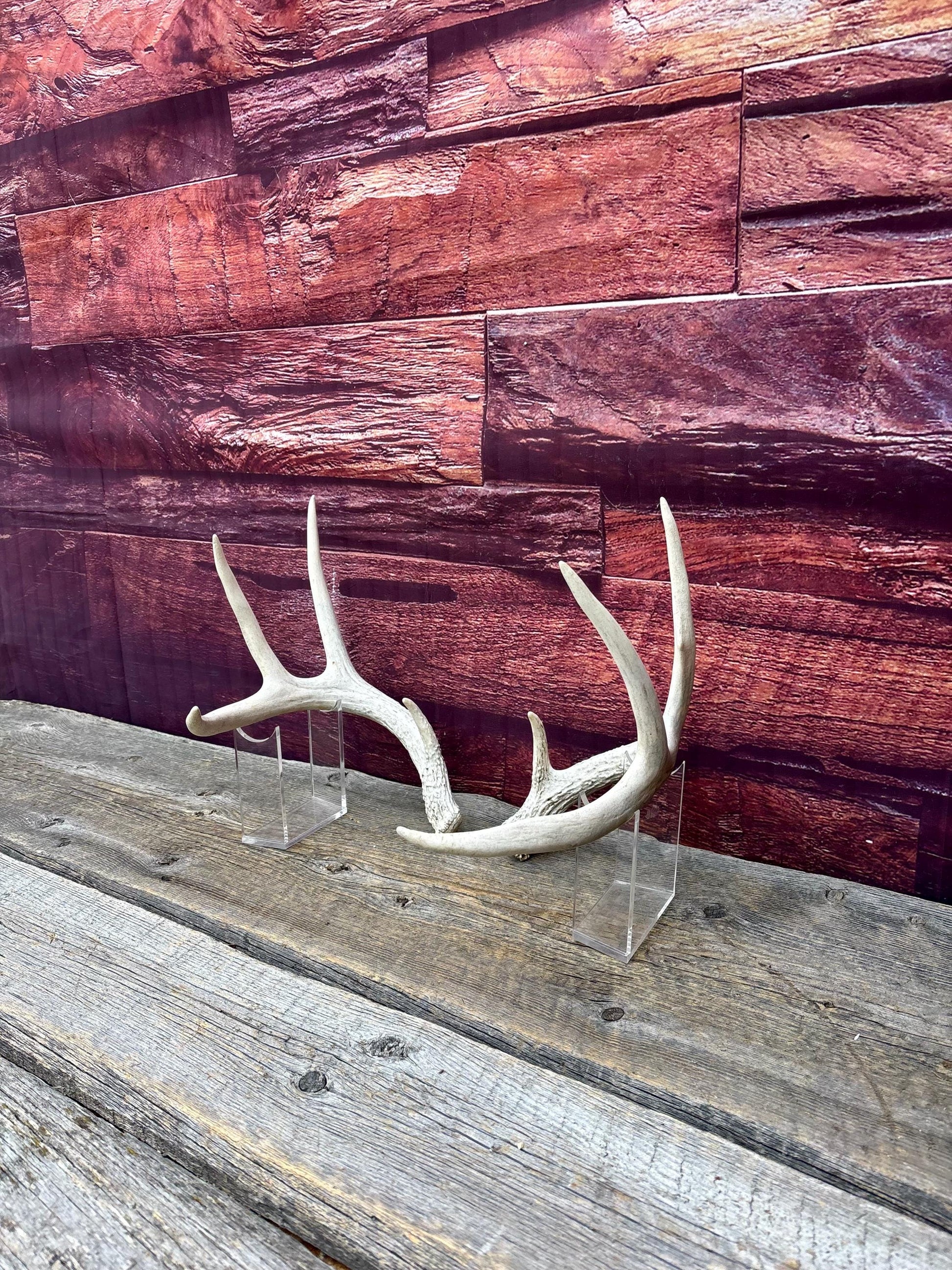 Deer Antlers - Medium Sized White-tailed Deer Matching set. Canadian Buck. Crafting and Decor Antlers