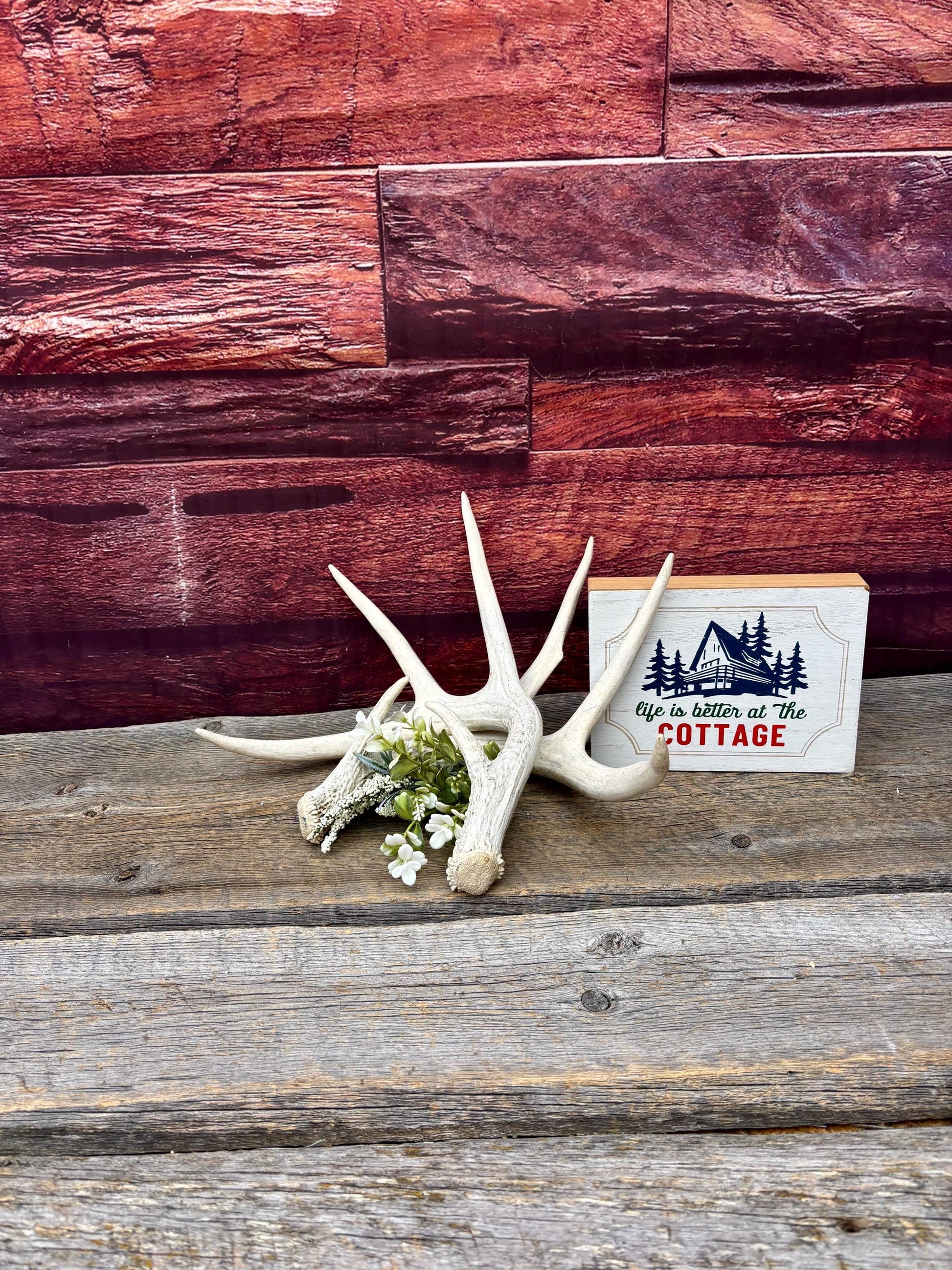 Deer Antlers - Medium Sized White-tailed Deer Matching set. Canadian Buck. Crafting and Decor Antlers