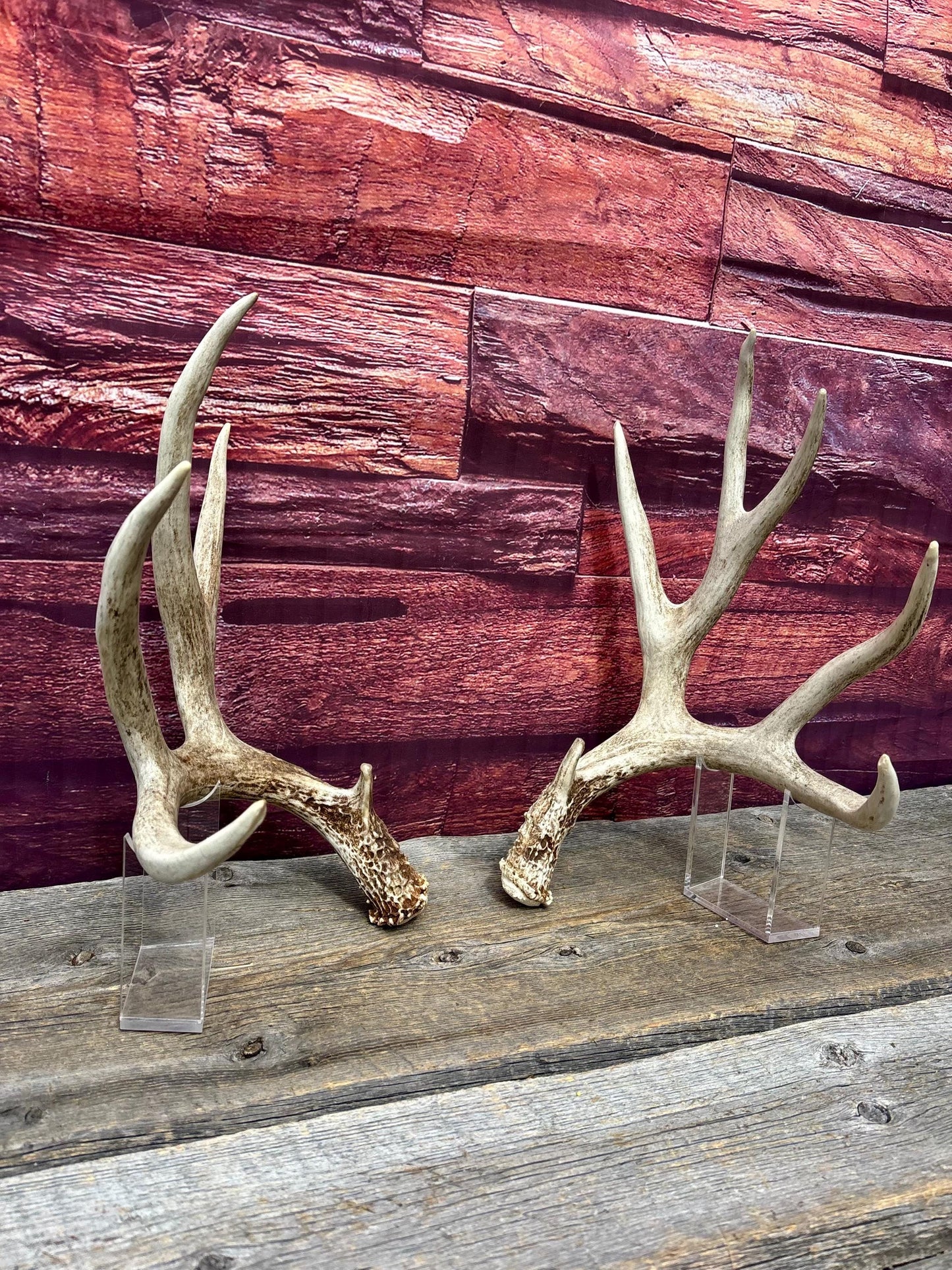 Deer Antlers - Large Mule Deer Matching set. Canadian Buck. Crafting and Decor Antlers