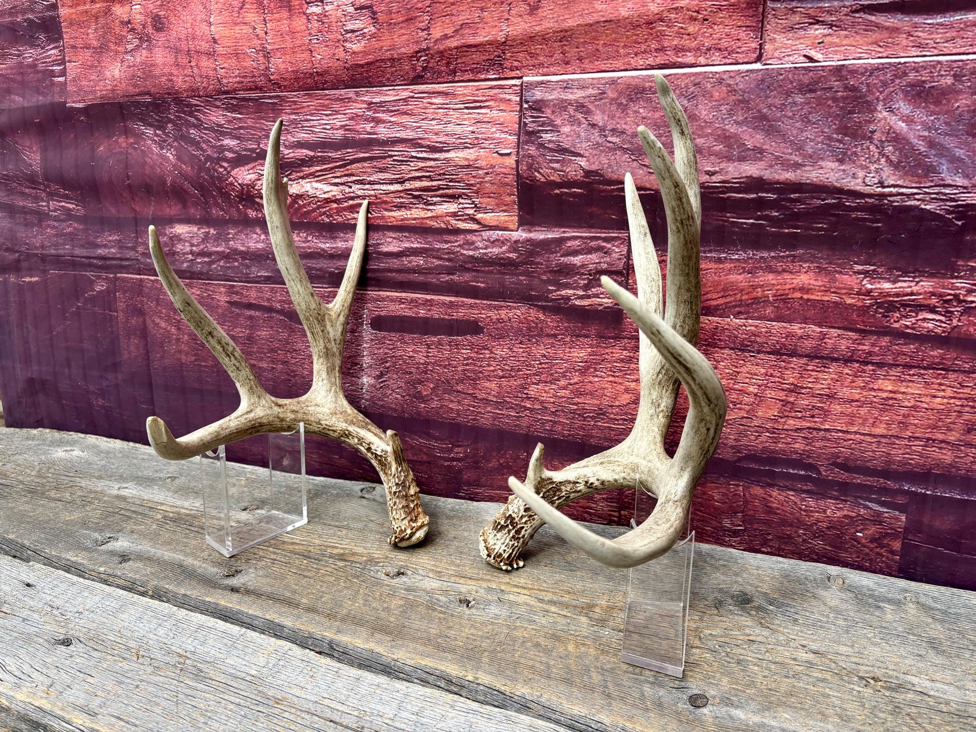Deer Antlers - Large Mule Deer Matching set. Canadian Buck. Crafting and Decor Antlers