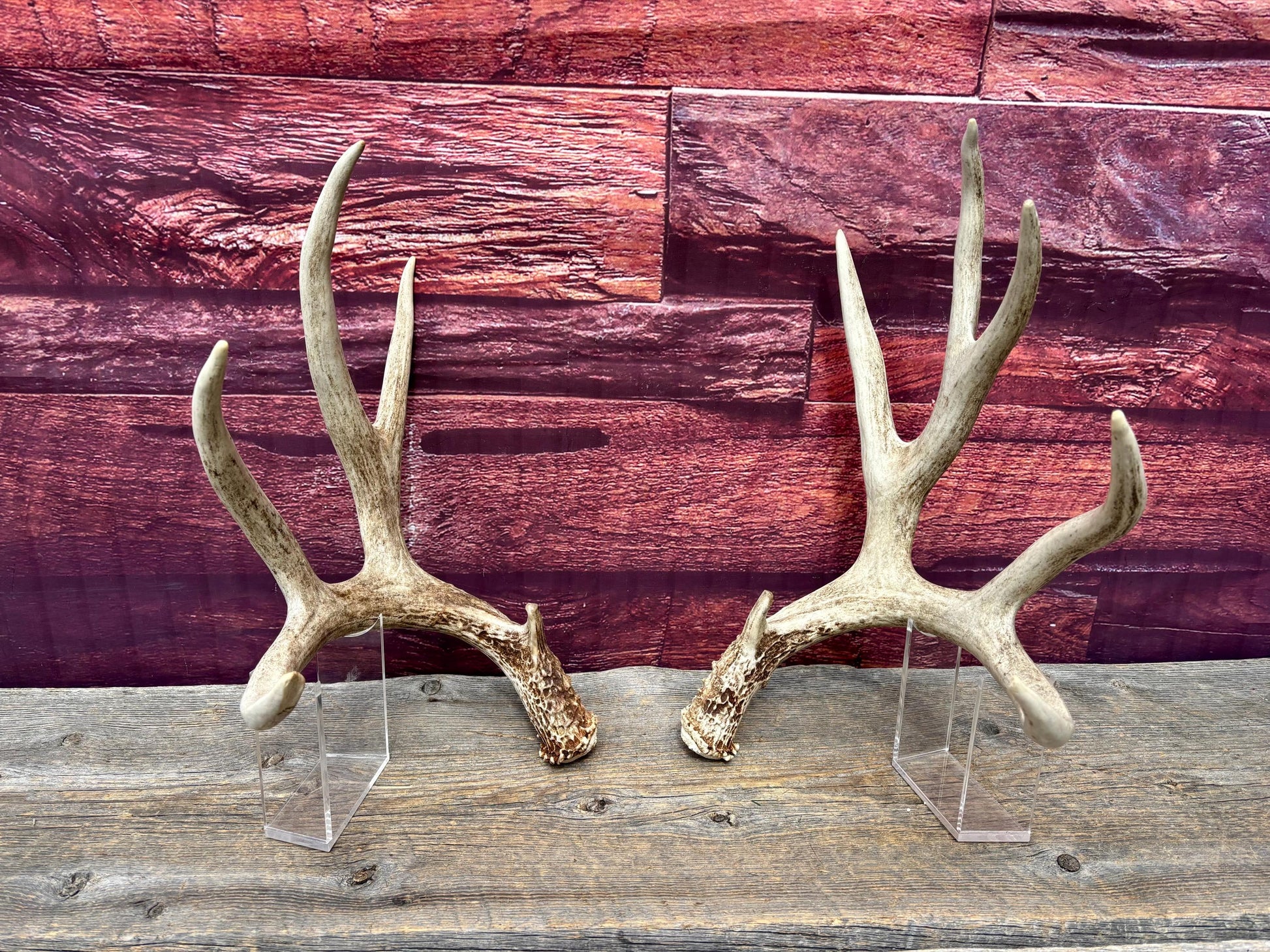 Deer Antlers - Large Mule Deer Matching set. Canadian Buck. Crafting and Decor Antlers