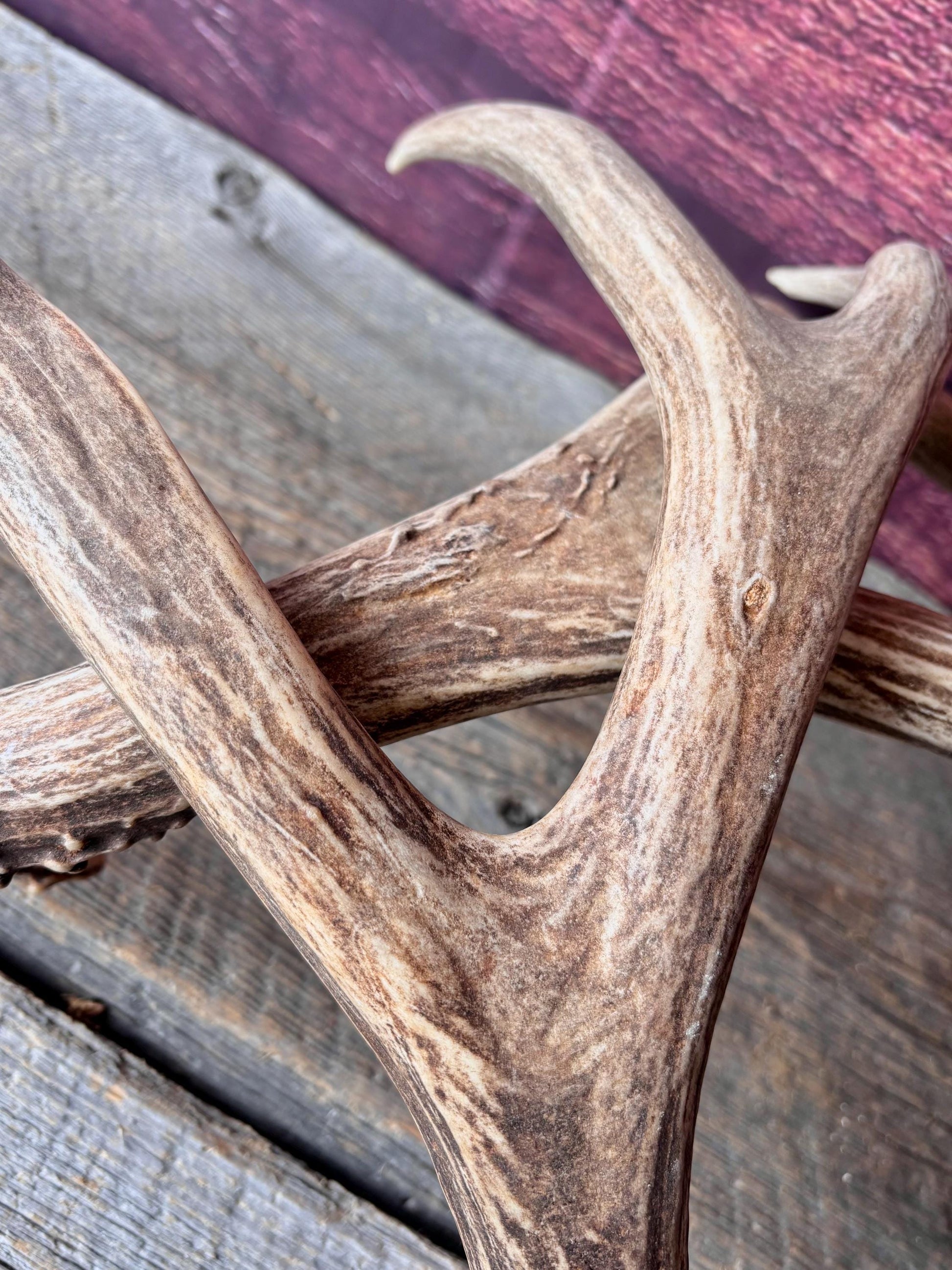 Deer Antlers - Large Mule Deer Matching set. Canadian Buck. Crafting and Decor Antlers