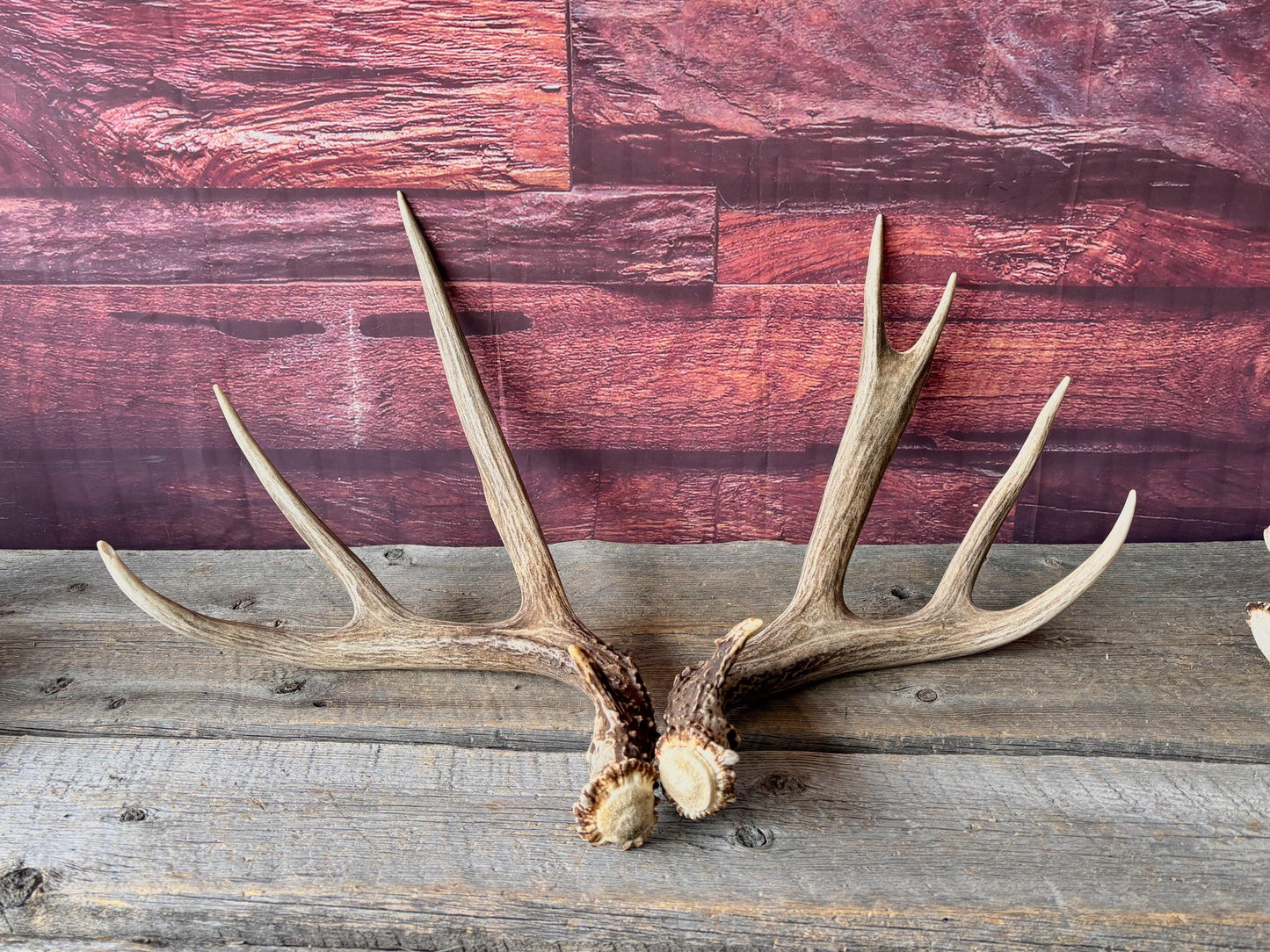 Deer Antlers - Large Mule Deer Matching set. Canadian Buck. Crafting and Decor Antlers