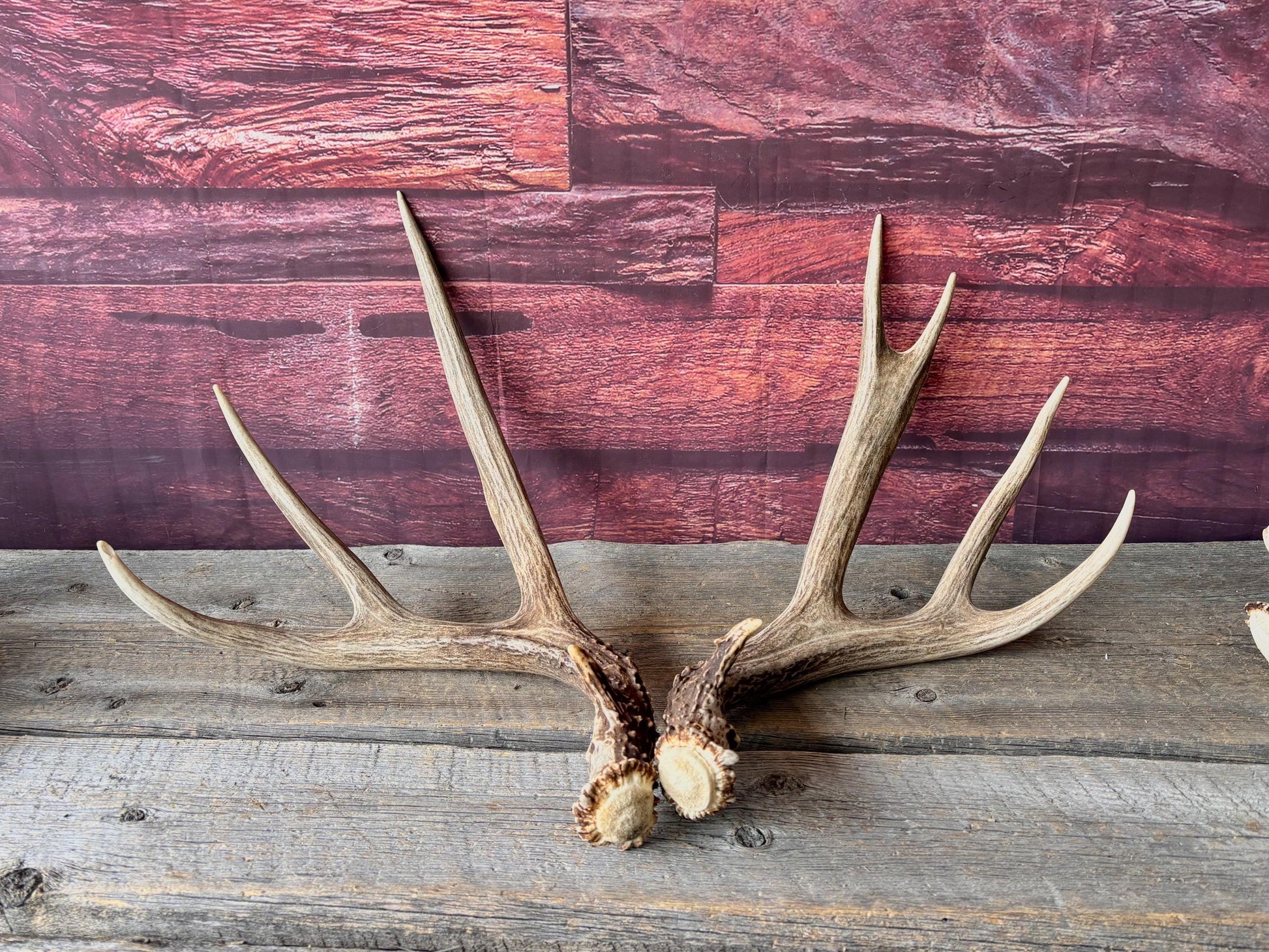 Deer Antlers - Large Mule Deer Matching set. Canadian Buck. Crafting and Decor Antlers