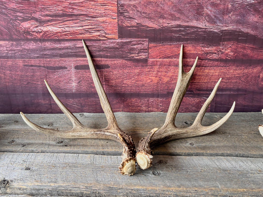 Deer Antlers - Large Mule Deer Matching set. Canadian Buck. Crafting and Decor Antlers