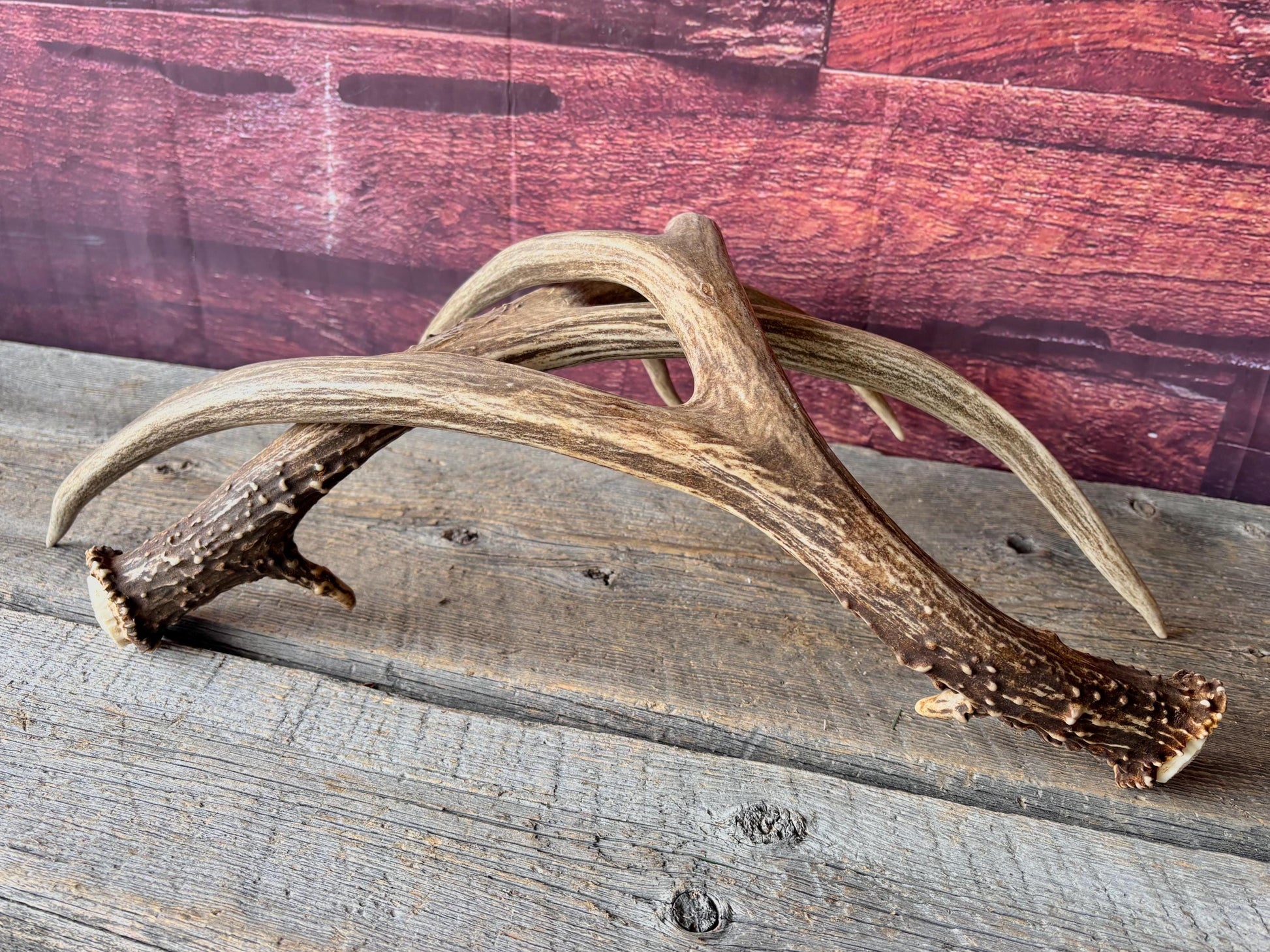 Deer Antlers - Large Mule Deer Matching set. Canadian Buck. Crafting and Decor Antlers
