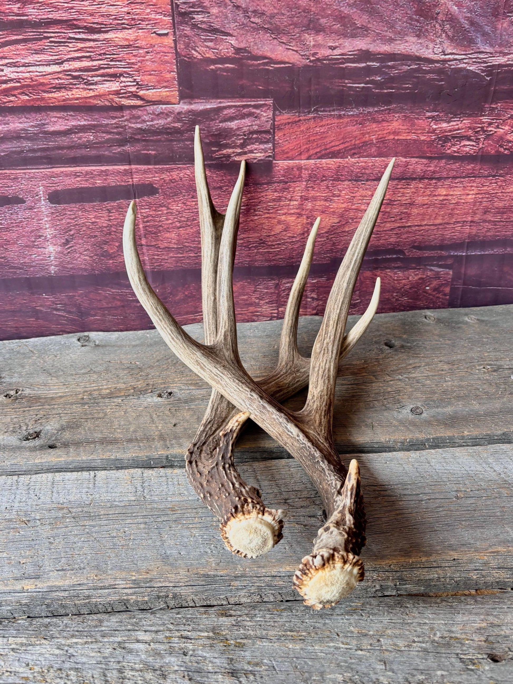 Deer Antlers - Large Mule Deer Matching set. Canadian Buck. Crafting and Decor Antlers