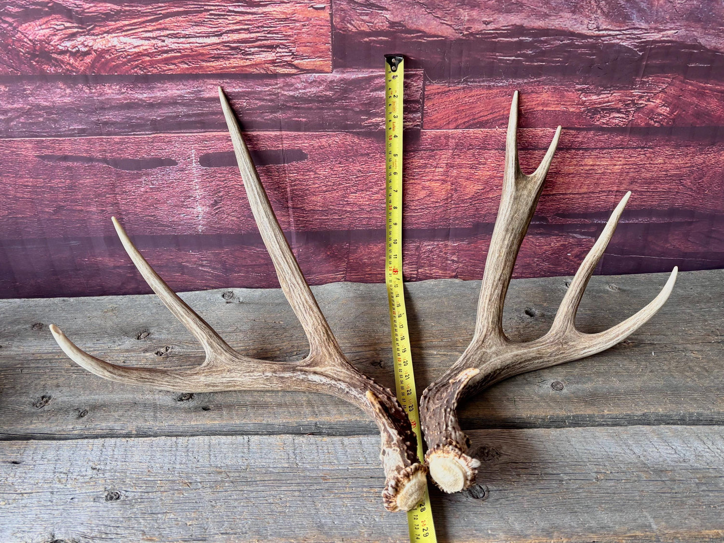 Deer Antlers - Large Mule Deer Matching set. Canadian Buck. Crafting and Decor Antlers