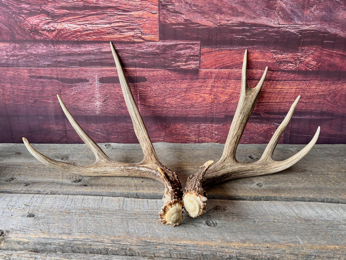 Deer Antlers - Large Mule Deer Matching set. Canadian Buck. Crafting and Decor Antlers