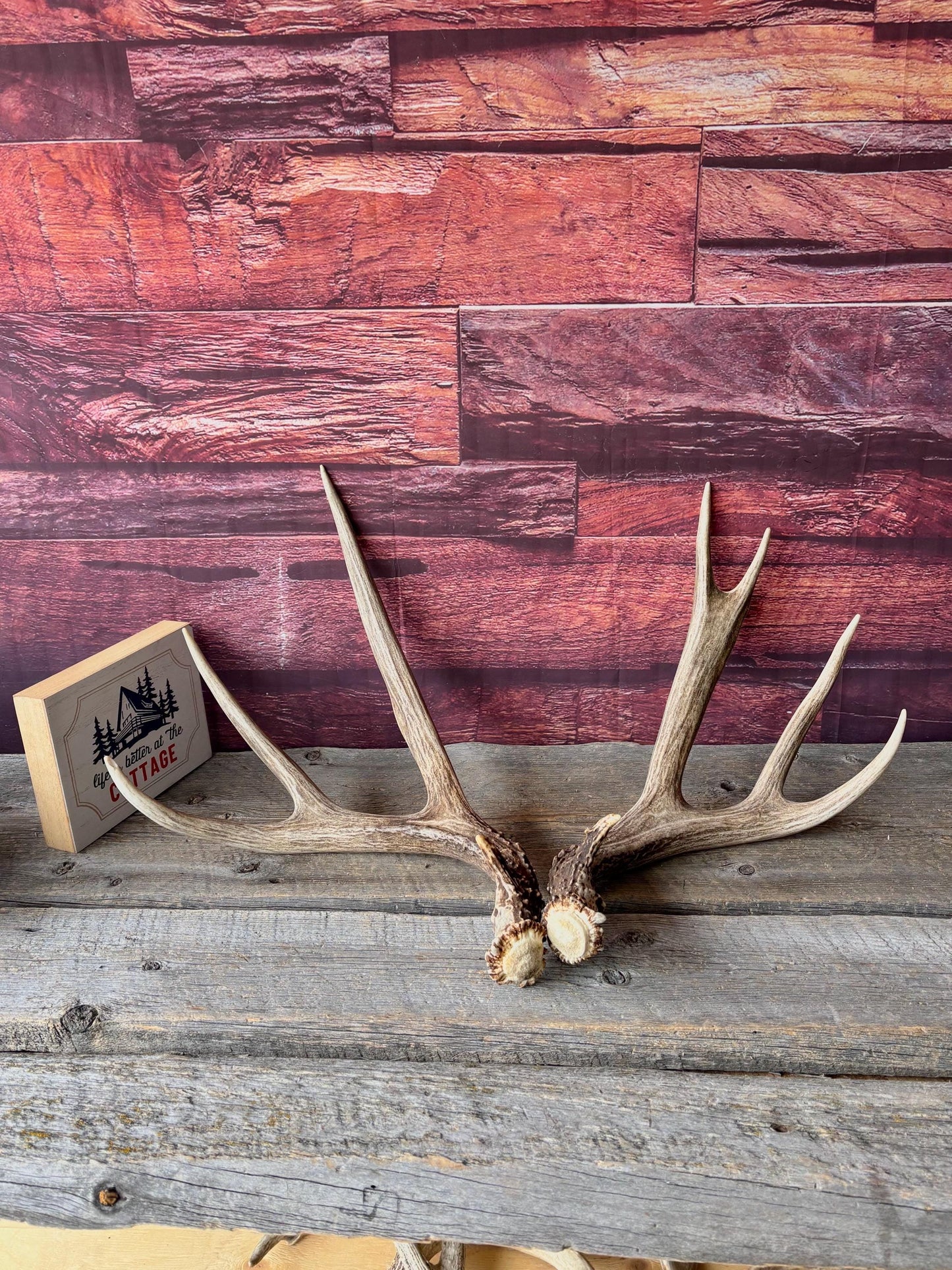 Deer Antlers - Large Mule Deer Matching set. Canadian Buck. Crafting and Decor Antlers