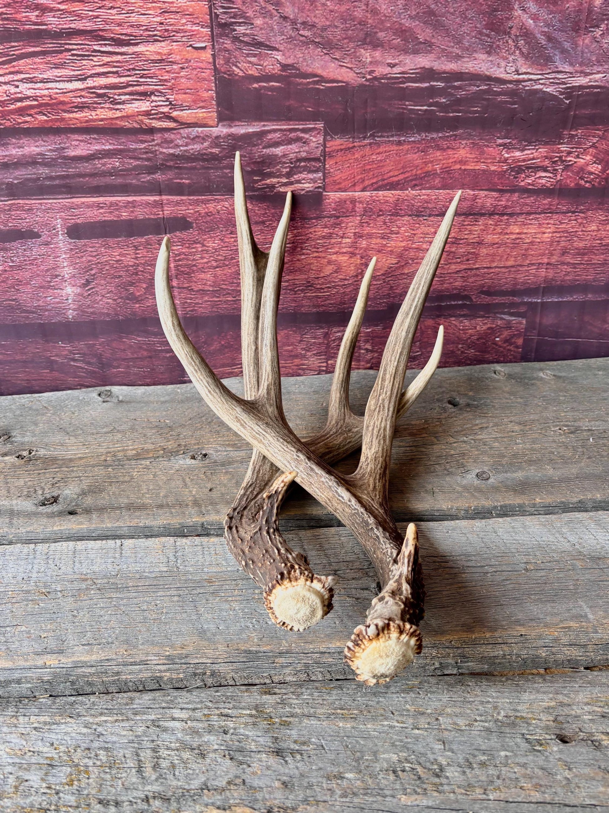 Deer Antlers - Large Mule Deer Matching set. Canadian Buck. Crafting and Decor Antlers
