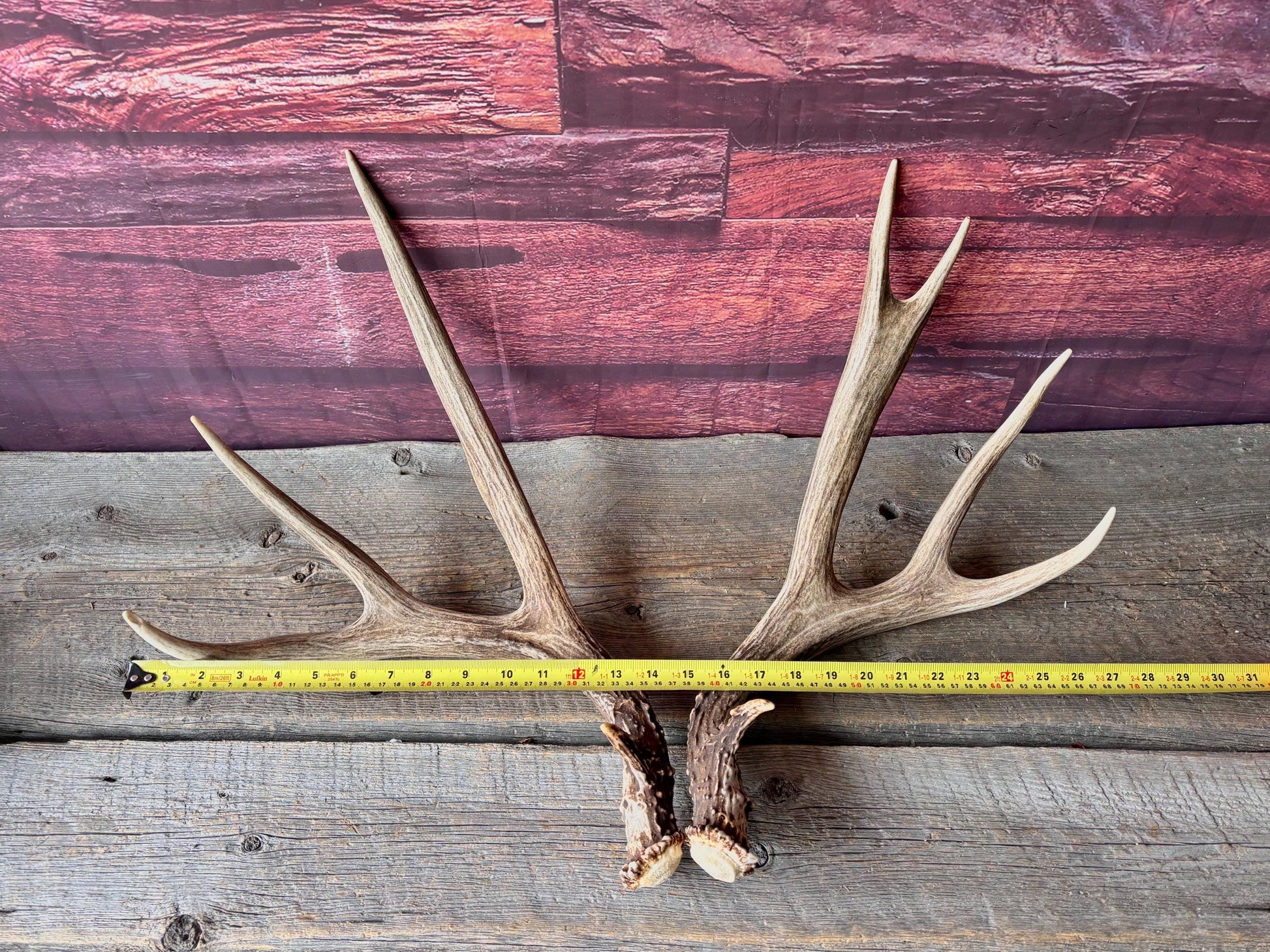 Deer Antlers - Large Mule Deer Matching set. Canadian Buck. Crafting and Decor Antlers