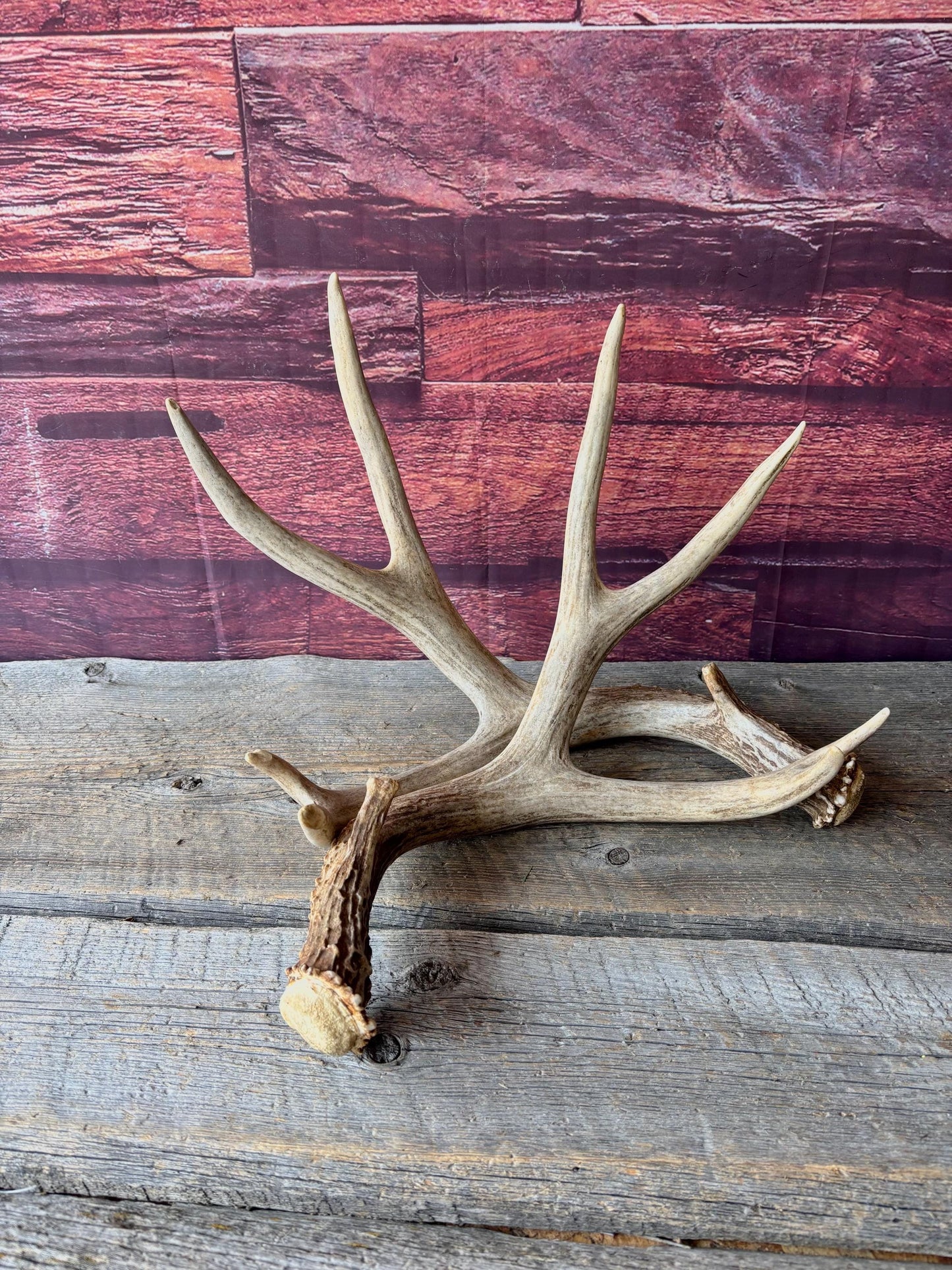 Deer Antlers - Large Mule Deer Matching set. Canadian Buck. Crafting and Decor Antlers
