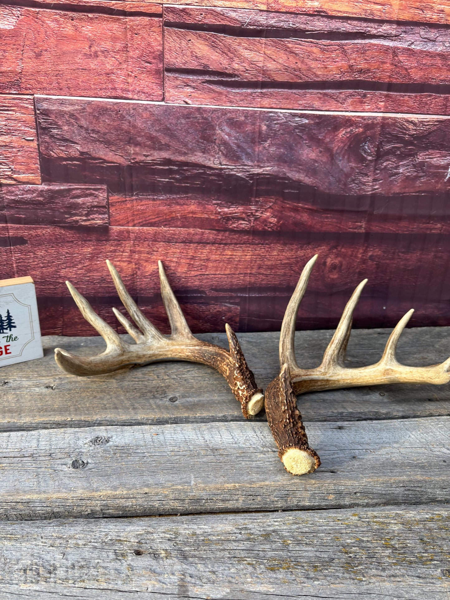 Albertan White-tailed Deer Antlers. Massive and Impressive Matching Set