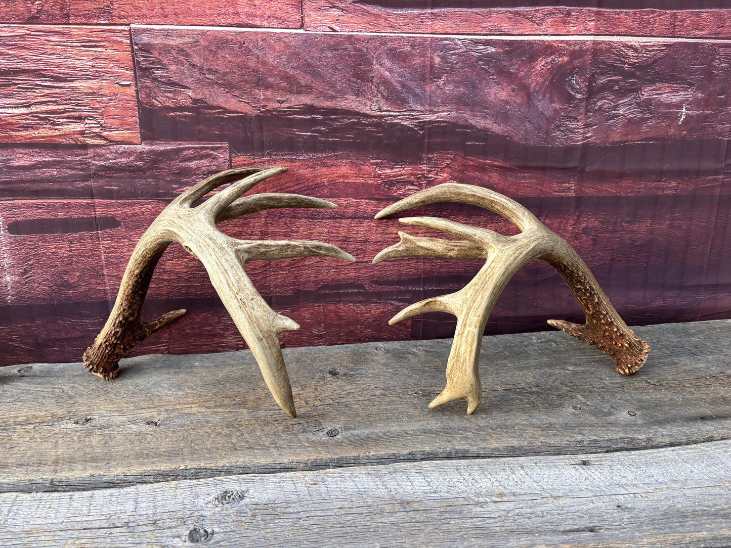 Albertan White-tailed Deer Antlers. Massive and Impressive Matching Set