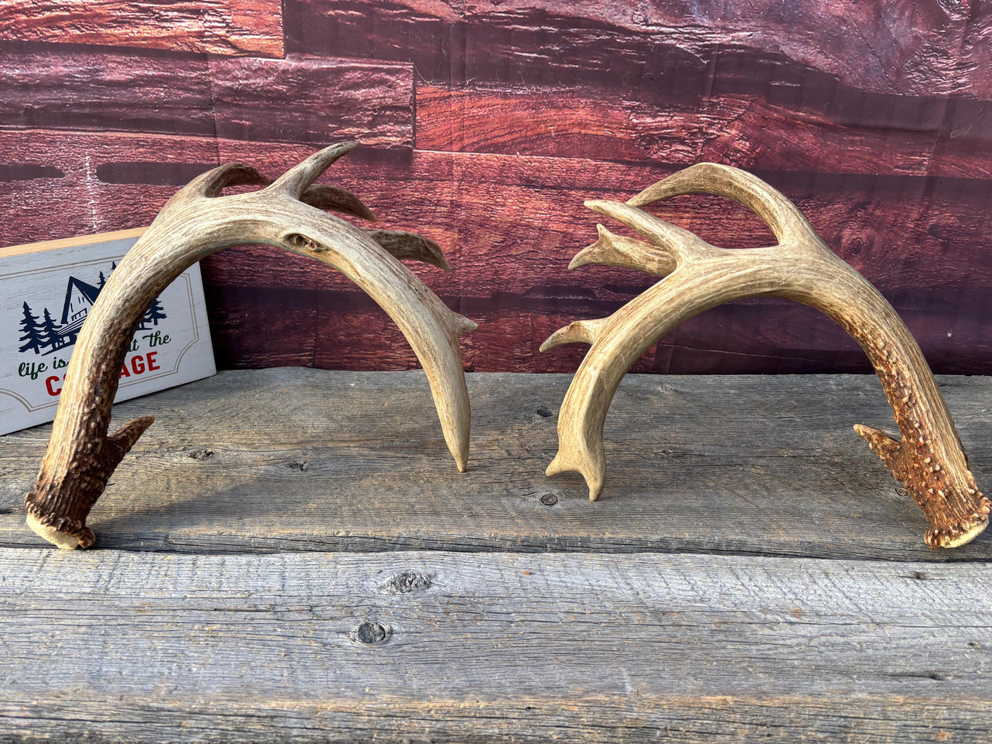 Albertan White-tailed Deer Antlers. Massive and Impressive Matching Set