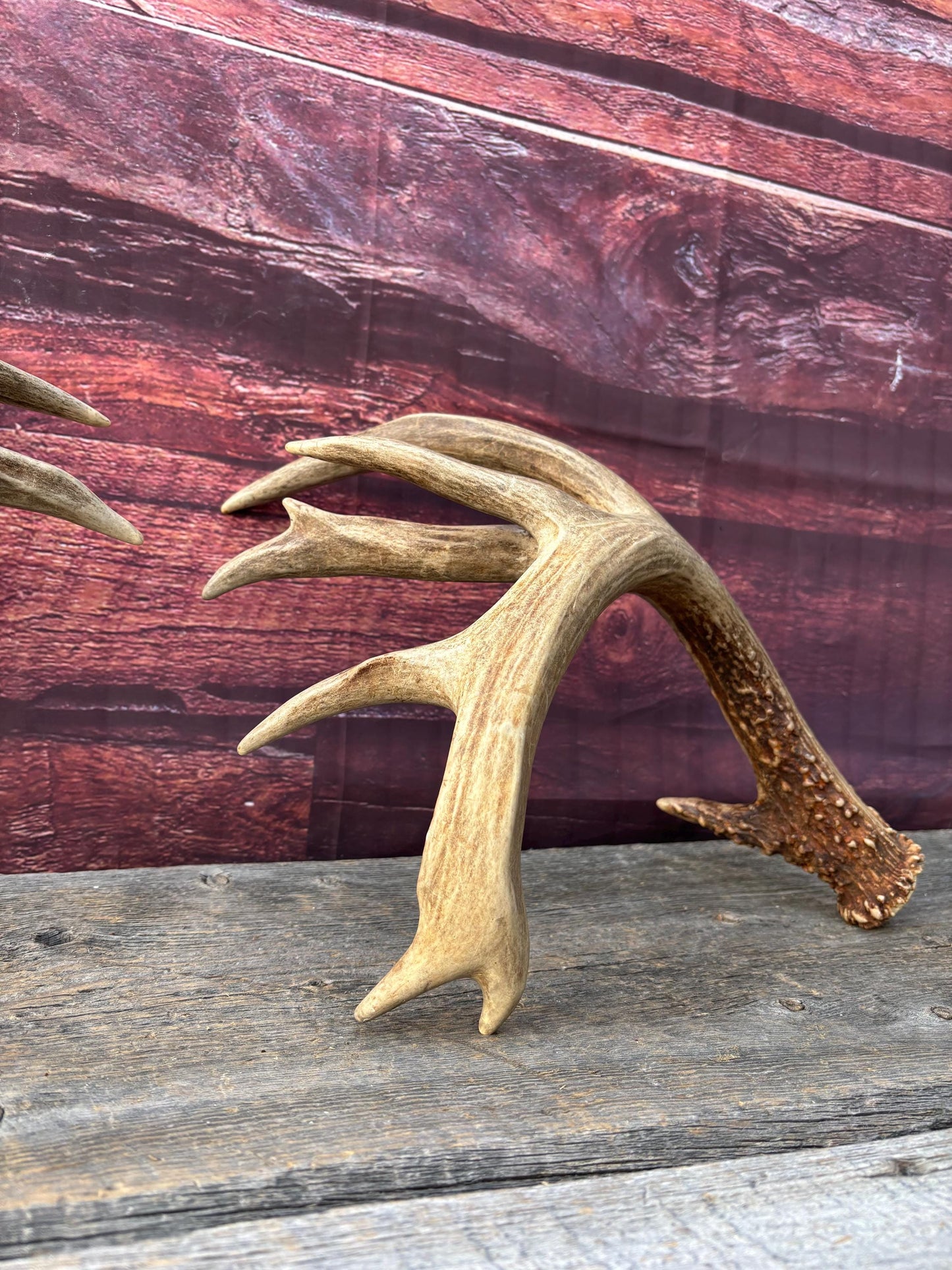 Albertan White-tailed Deer Antlers. Massive and Impressive Matching Set