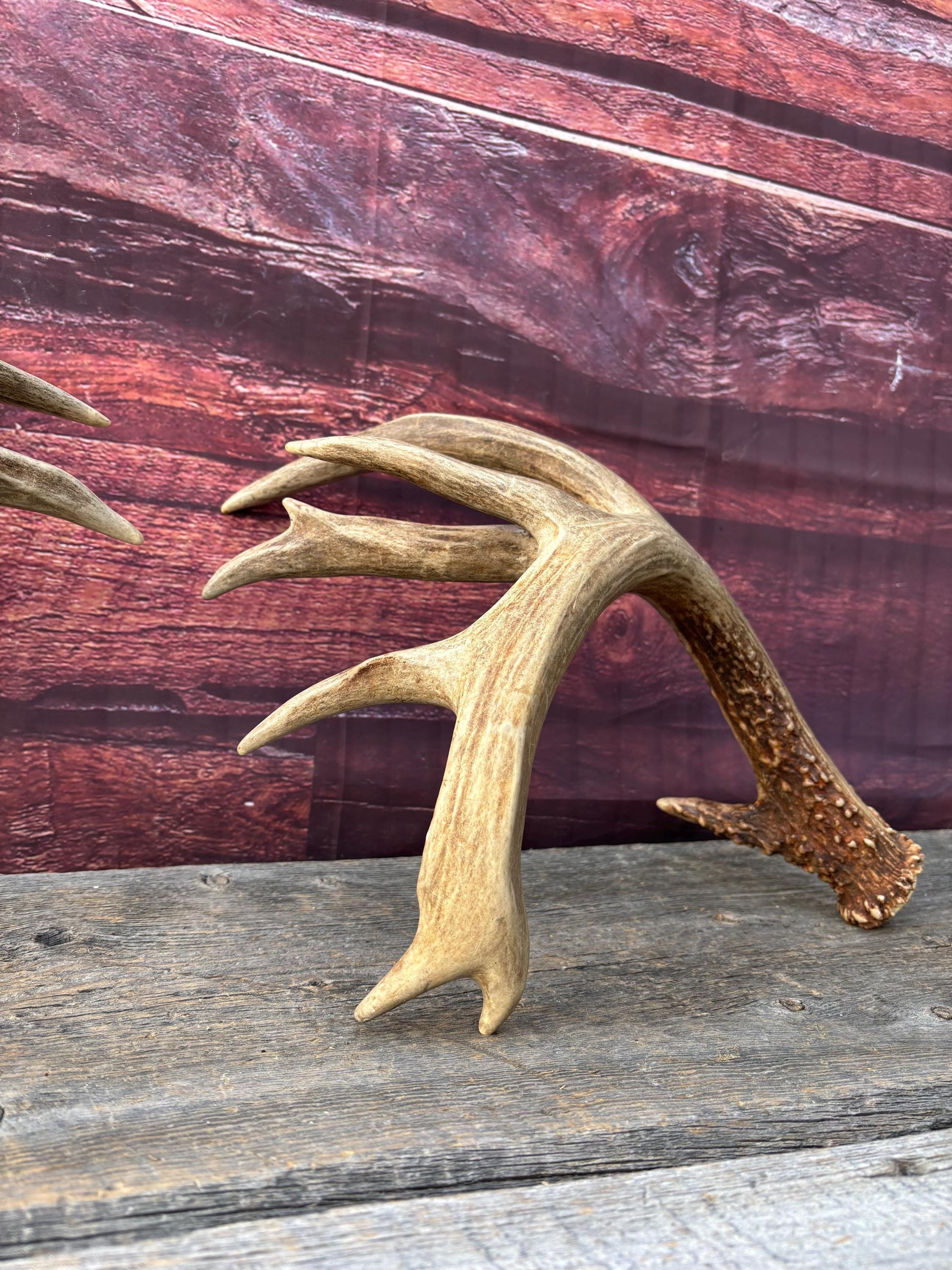 Albertan White-tailed Deer Antlers. Massive and Impressive Matching Set