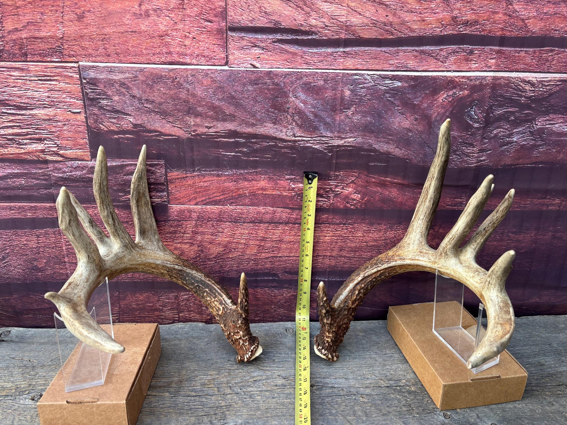 Albertan White-tailed Deer Antlers. Massive and Impressive Matching Set