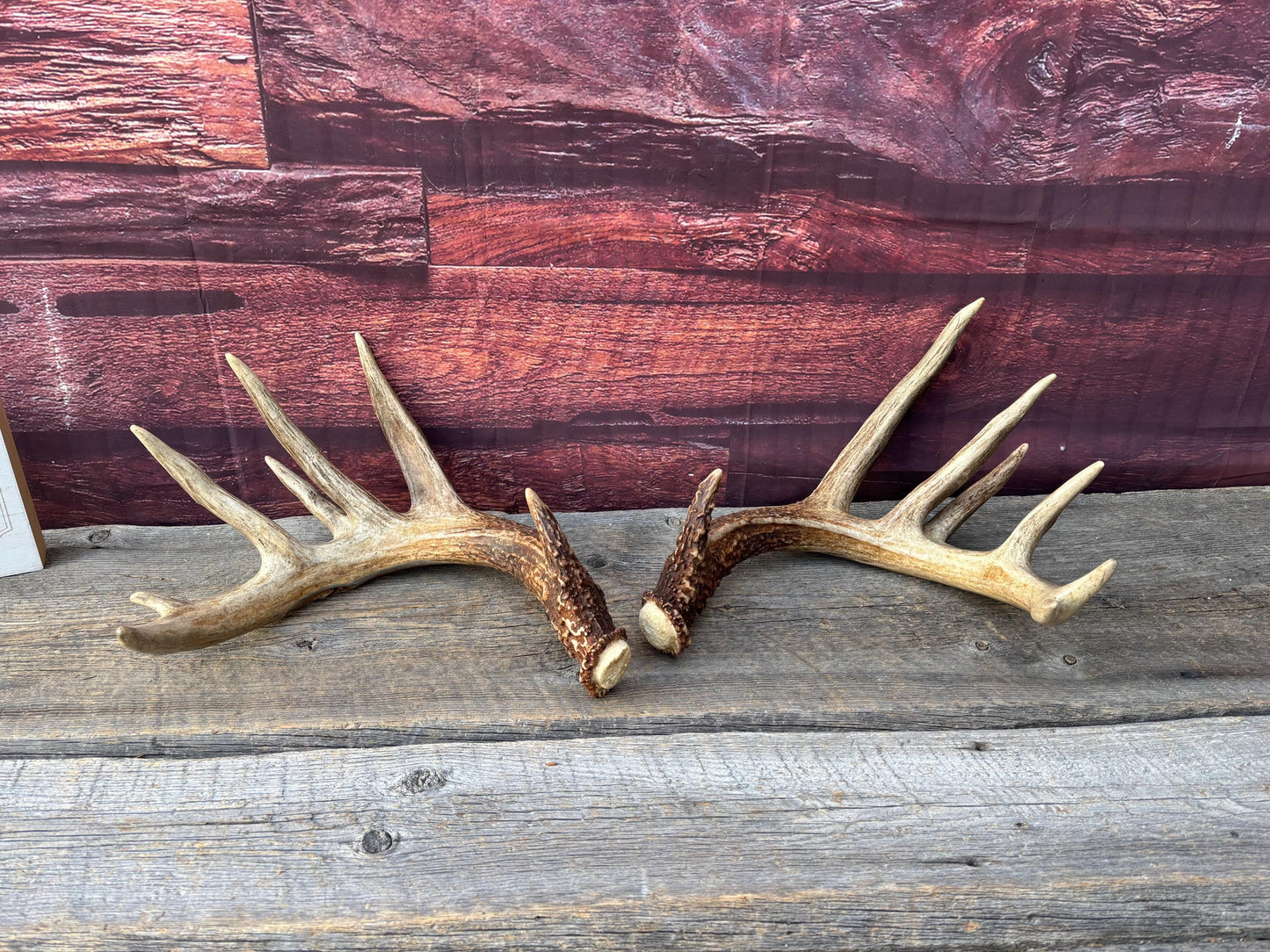 Albertan White-tailed Deer Antlers. Massive and Impressive Matching Set