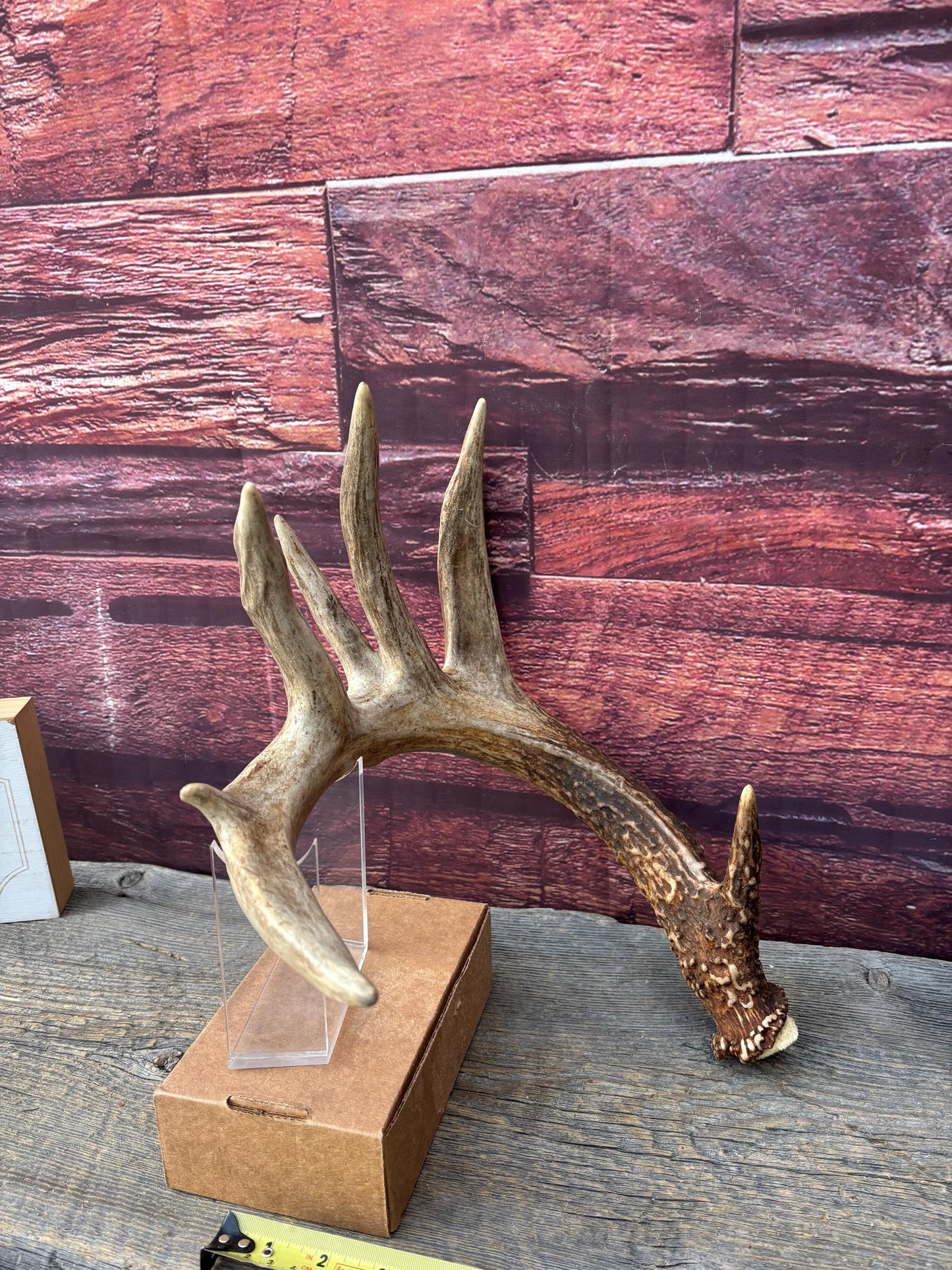 Albertan White-tailed Deer Antlers. Massive and Impressive Matching Set