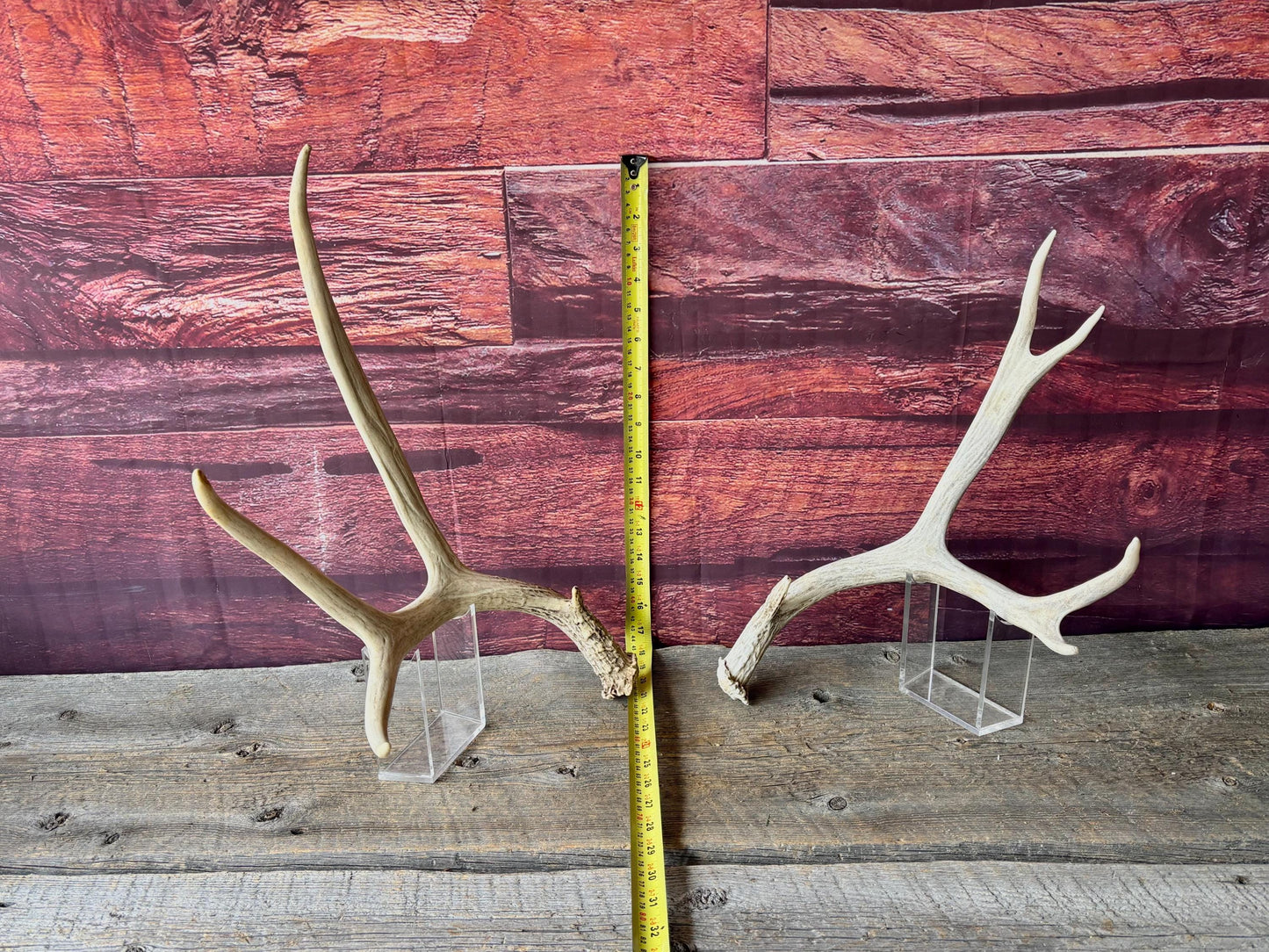Deer Antlers - Medium sized Mule Deer Matching set. Canadian Buck. Crafting and Decor Antlers