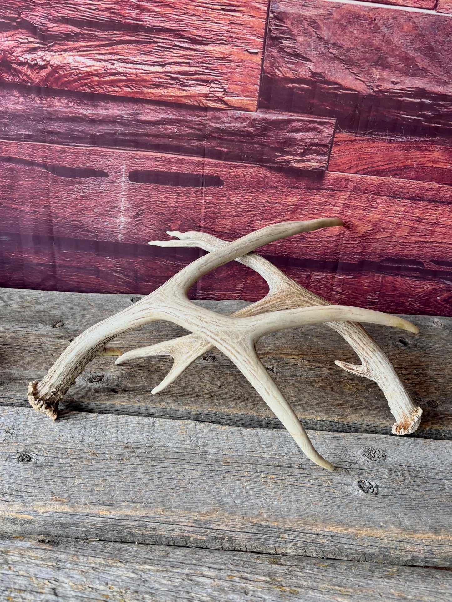Deer Antlers - Medium sized Mule Deer Matching set. Canadian Buck. Crafting and Decor Antlers