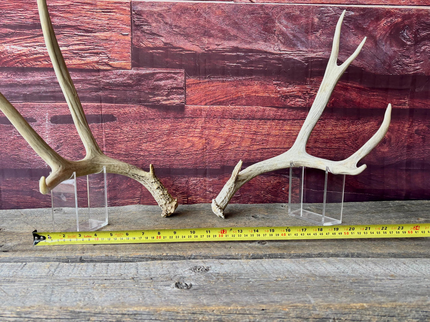 Deer Antlers - Medium sized Mule Deer Matching set. Canadian Buck. Crafting and Decor Antlers