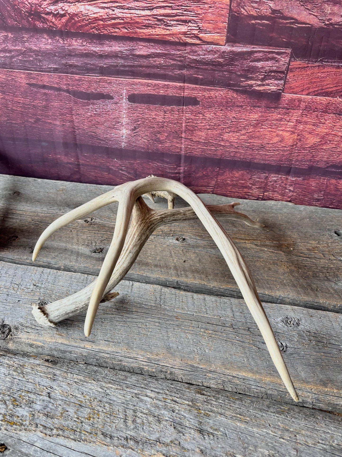 Deer Antlers - Medium sized Mule Deer Matching set. Canadian Buck. Crafting and Decor Antlers