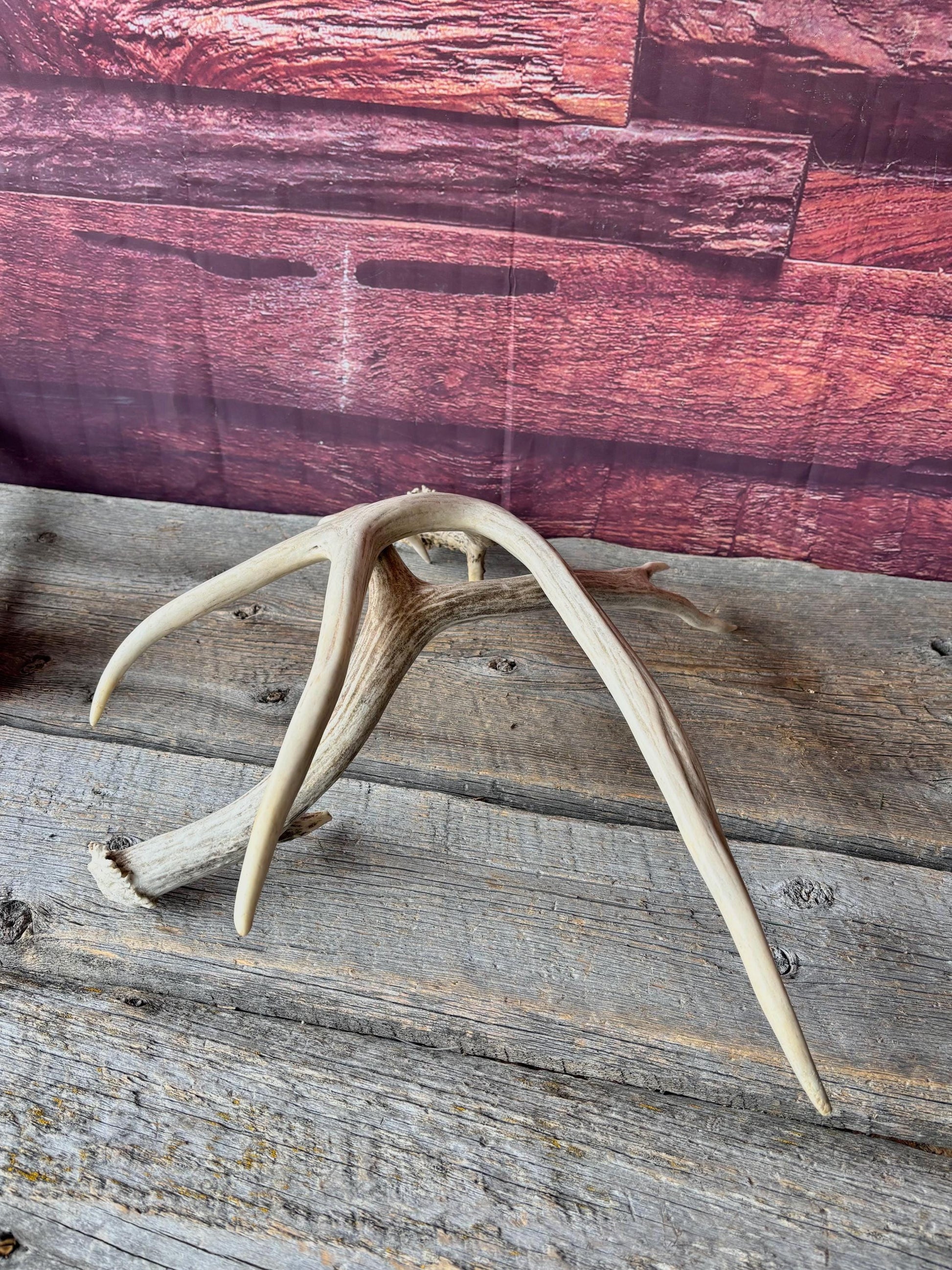 Deer Antlers - Medium sized Mule Deer Matching set. Canadian Buck. Crafting and Decor Antlers