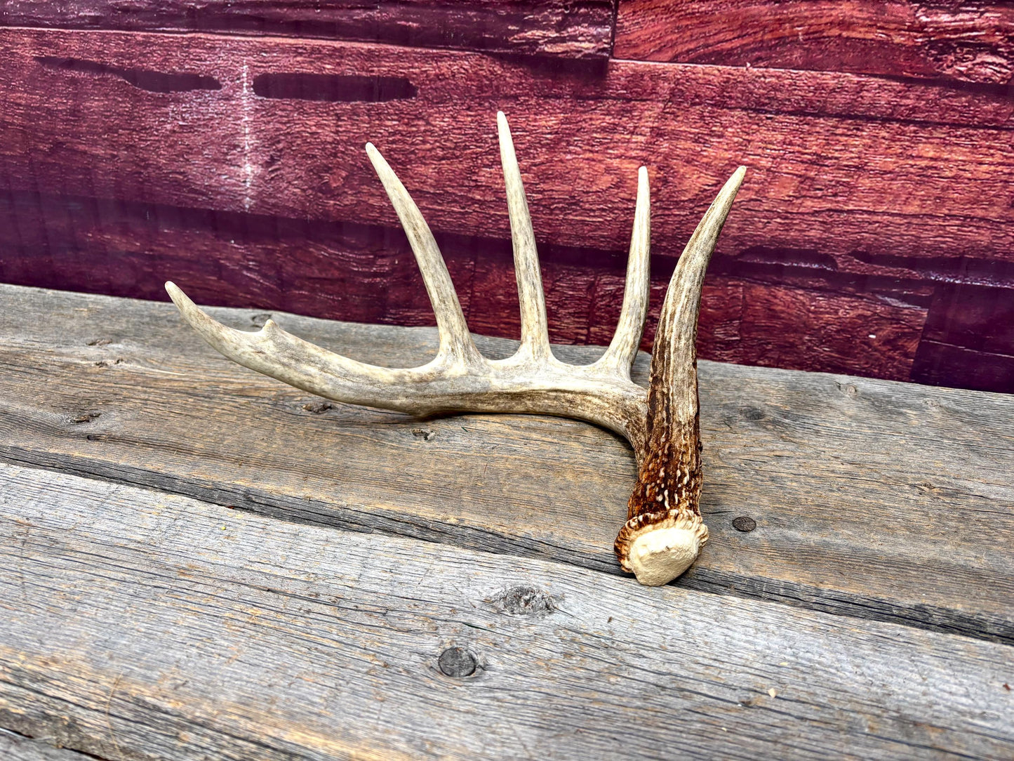Incredible White-tailed deer Antler. Large, Deer Shed for Decor, Design, Crafting and More!