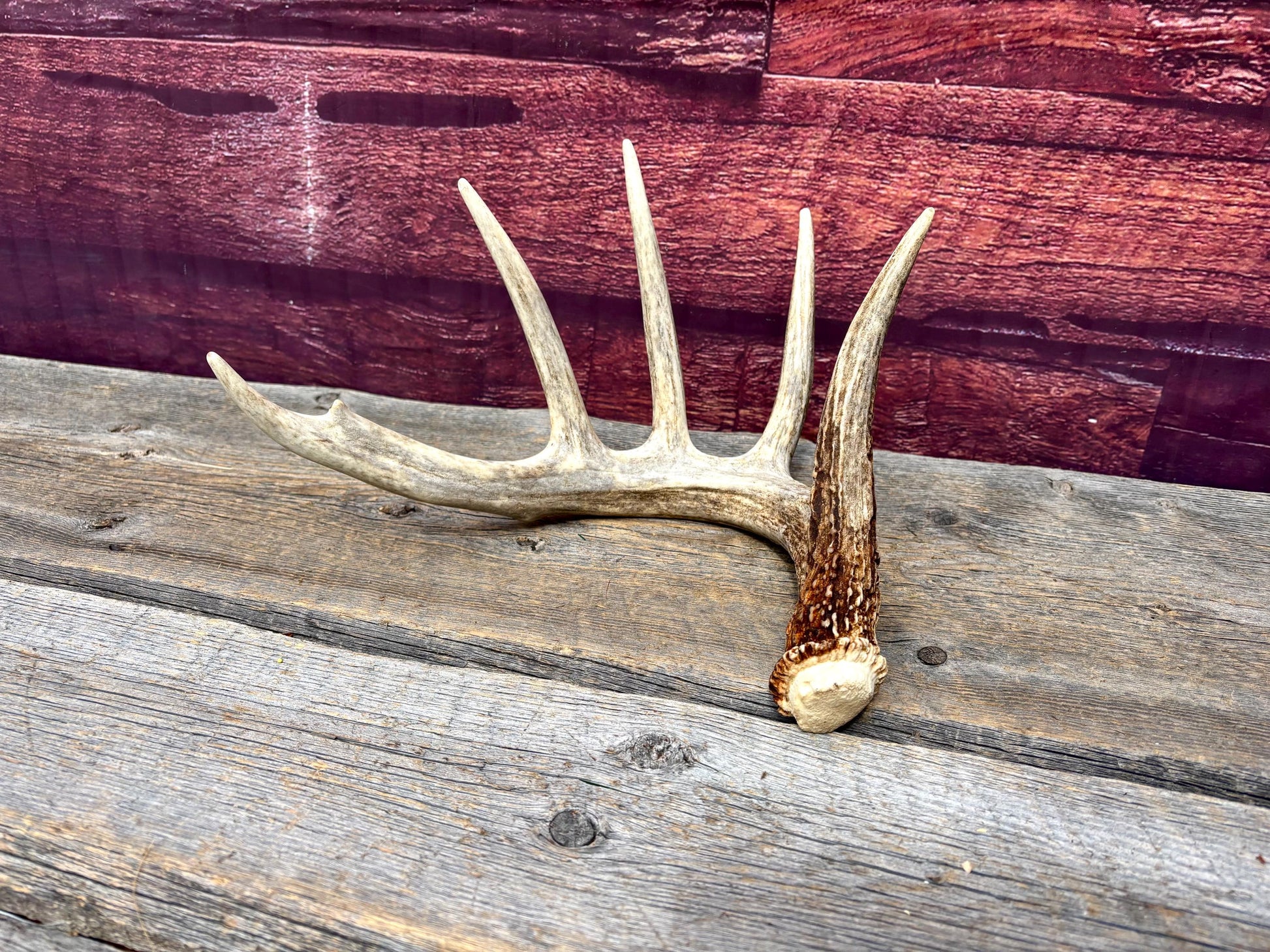 Incredible White-tailed deer Antler. Large, Deer Shed for Decor, Design, Crafting and More!