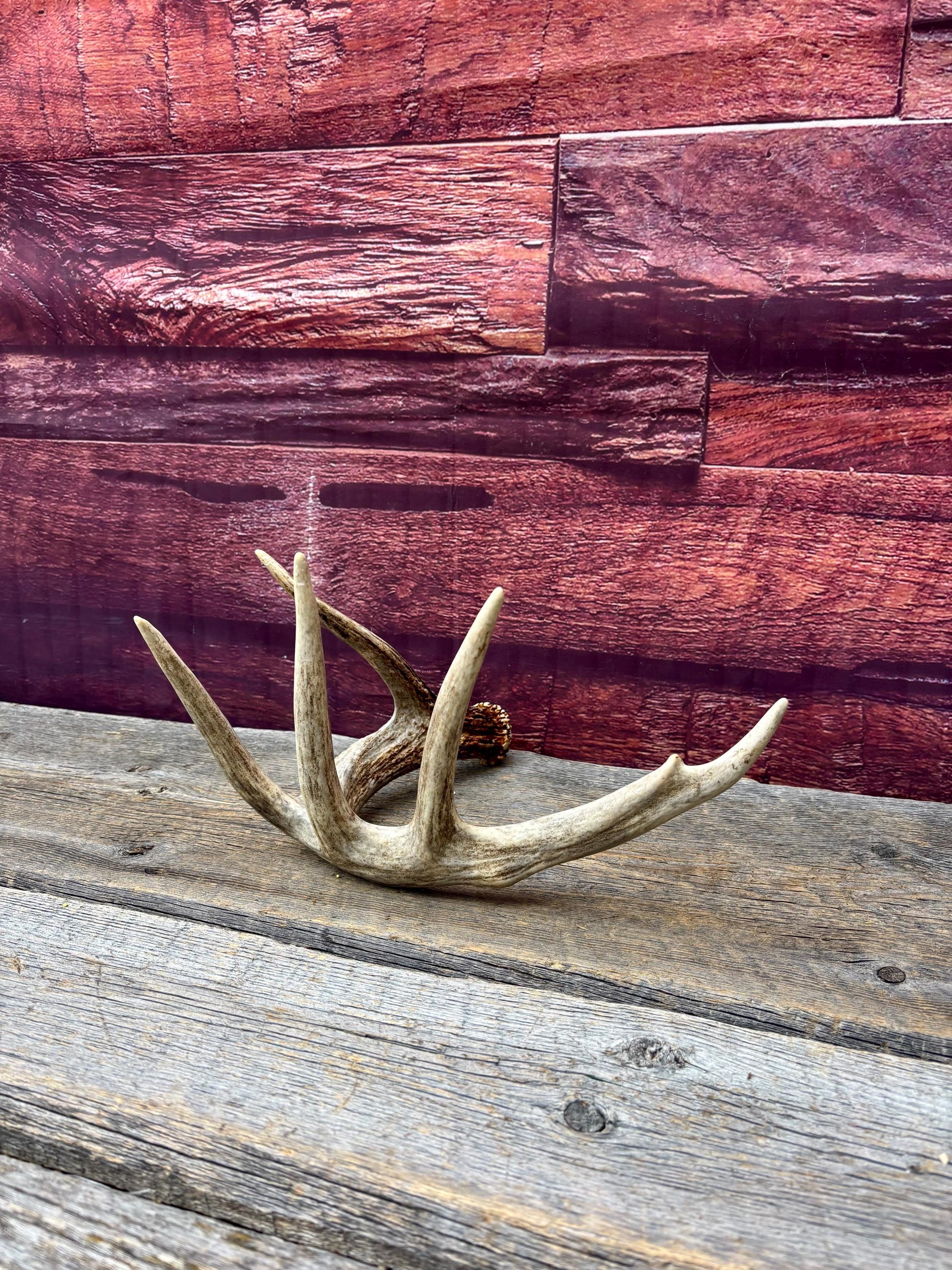 Incredible White-tailed deer Antler. Large, Deer Shed for Decor, Design, Crafting and More!