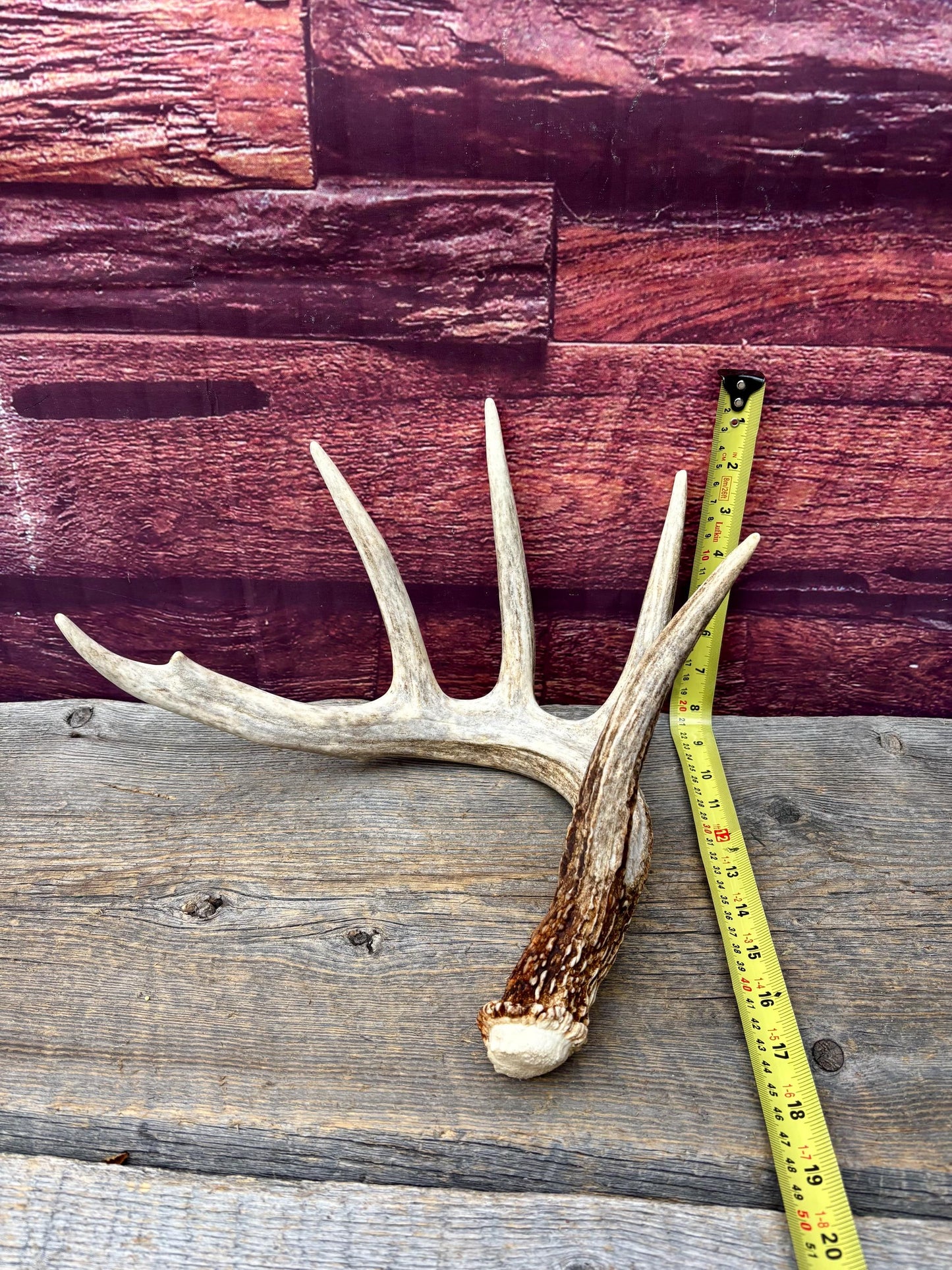 Incredible White-tailed deer Antler. Large, Deer Shed for Decor, Design, Crafting and More!