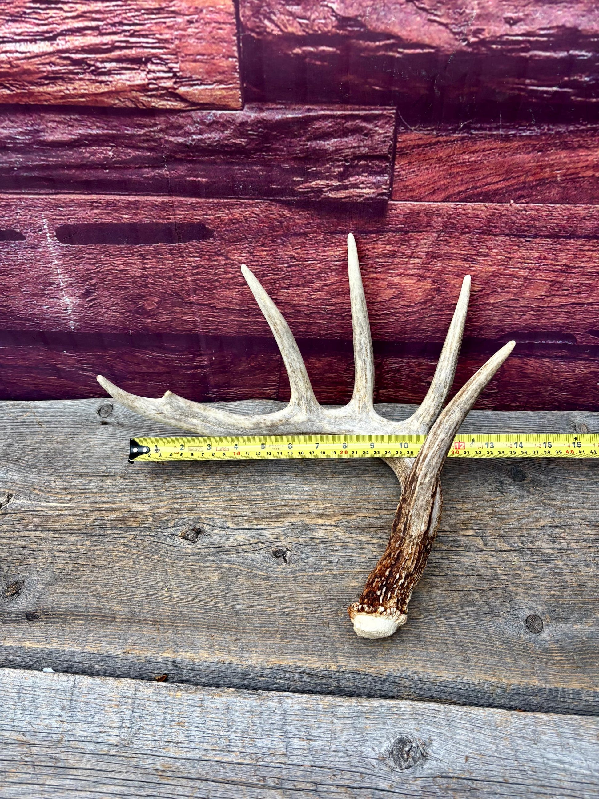 Incredible White-tailed deer Antler. Large, Deer Shed for Decor, Design, Crafting and More!
