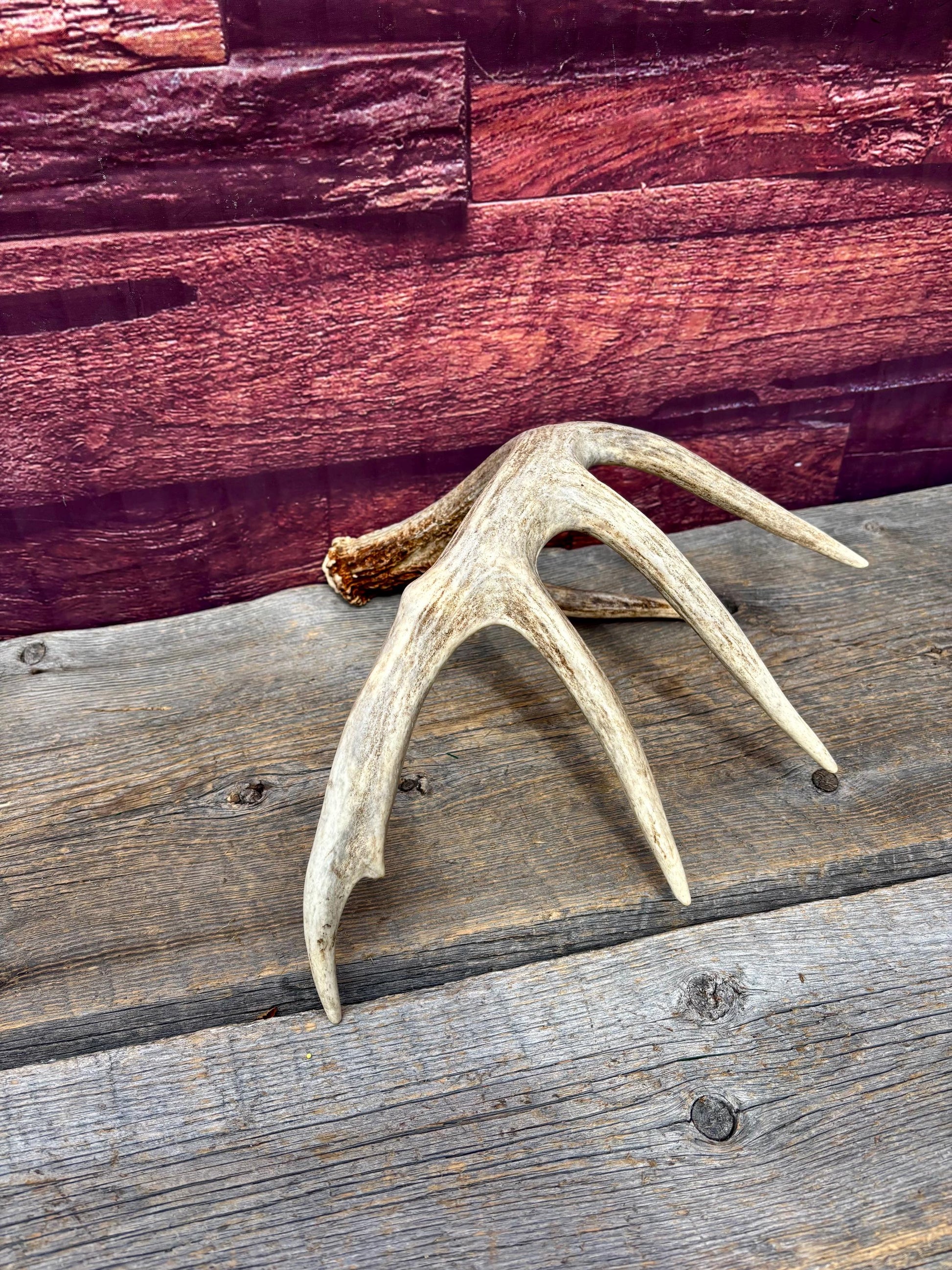 Incredible White-tailed deer Antler. Large, Deer Shed for Decor, Design, Crafting and More!