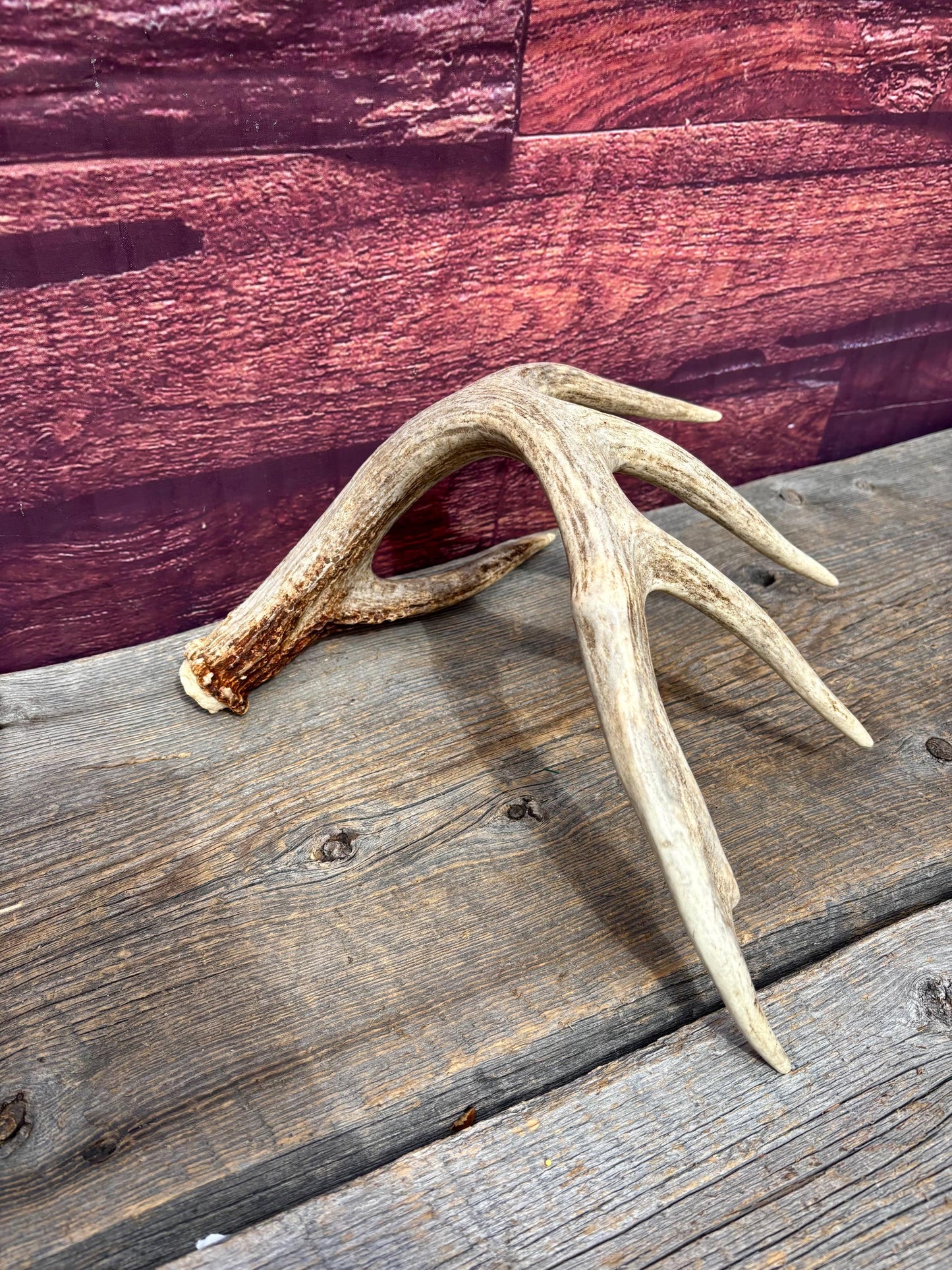 Incredible White-tailed deer Antler. Large, Deer Shed for Decor, Design, Crafting and More!