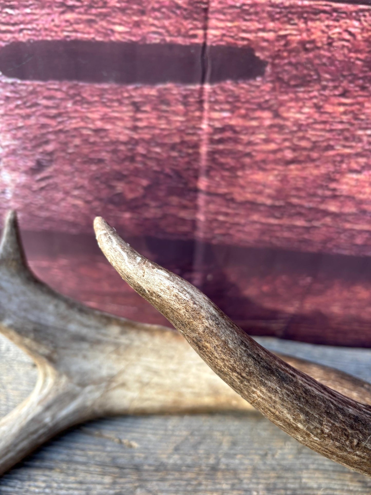 Albertan White-tailed Deer Antlers. Massive and Impressive Matching "high-horned" Set