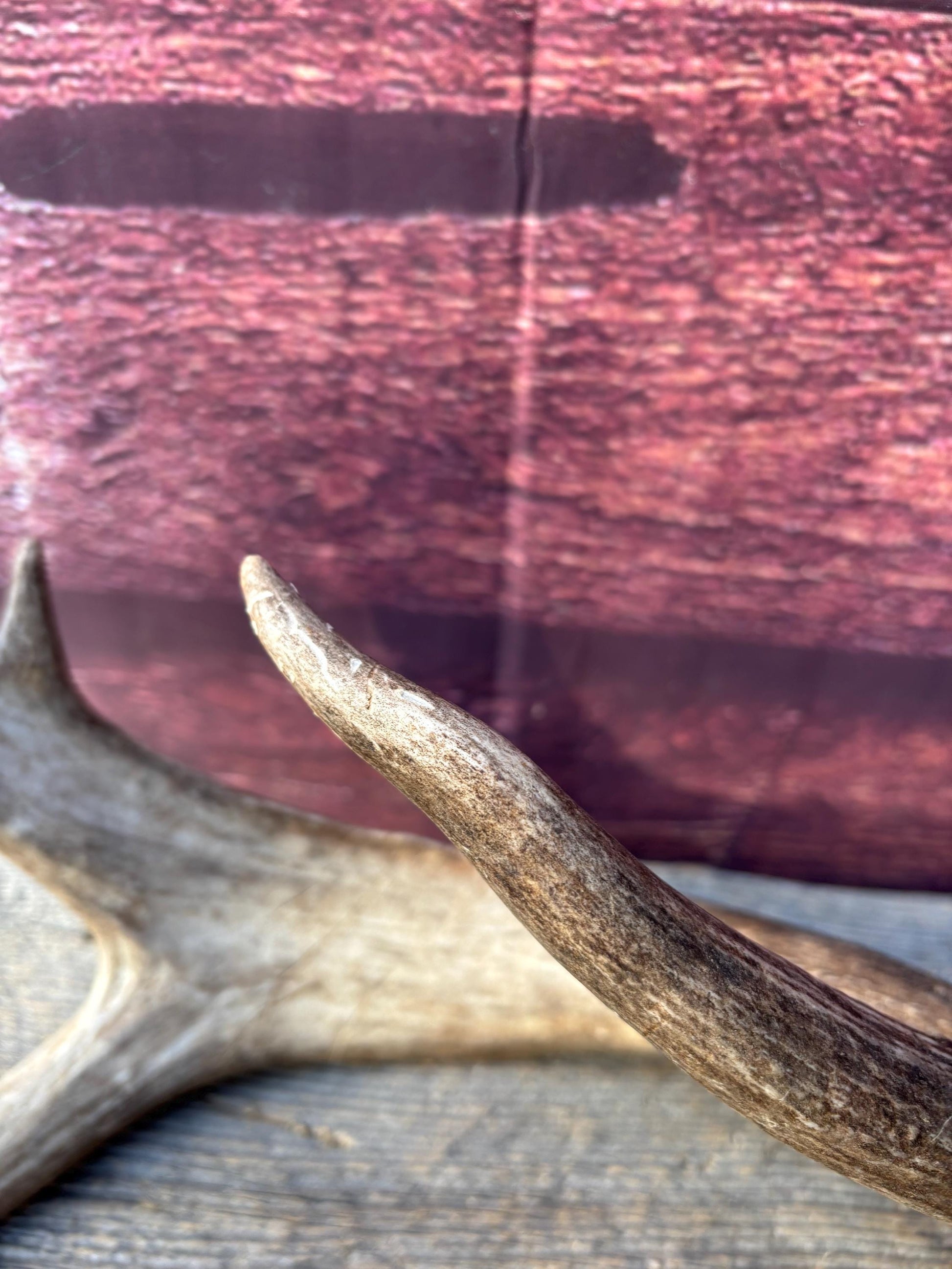 Albertan White-tailed Deer Antlers. Massive and Impressive Matching "high-horned" Set