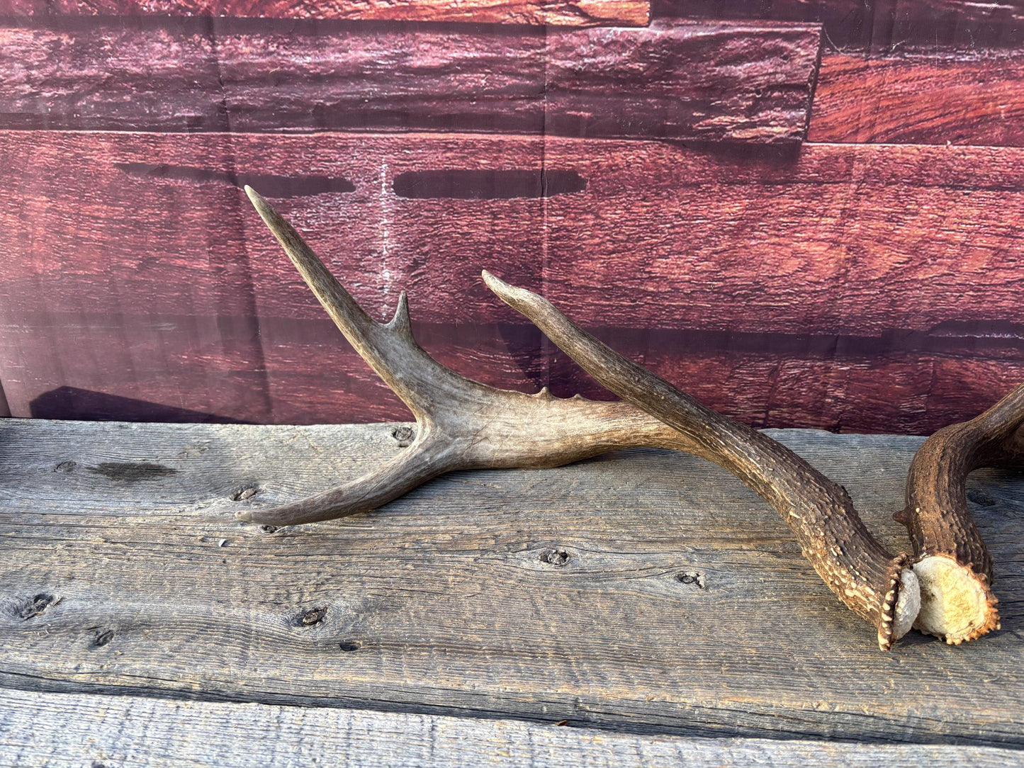 Albertan White-tailed Deer Antlers. Massive and Impressive Matching "high-horned" Set