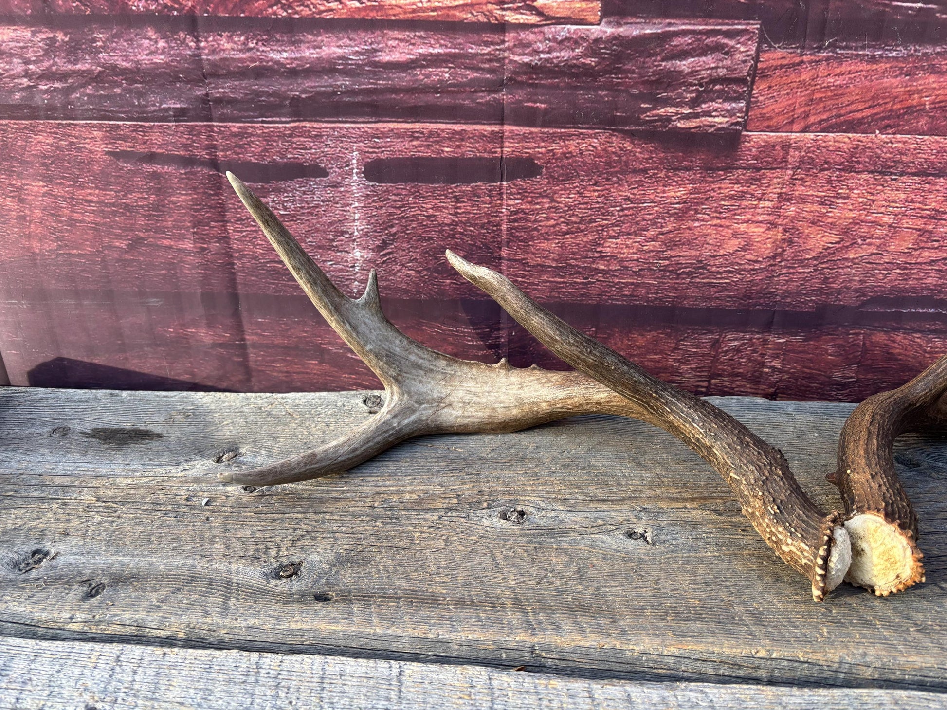 Albertan White-tailed Deer Antlers. Massive and Impressive Matching "high-horned" Set