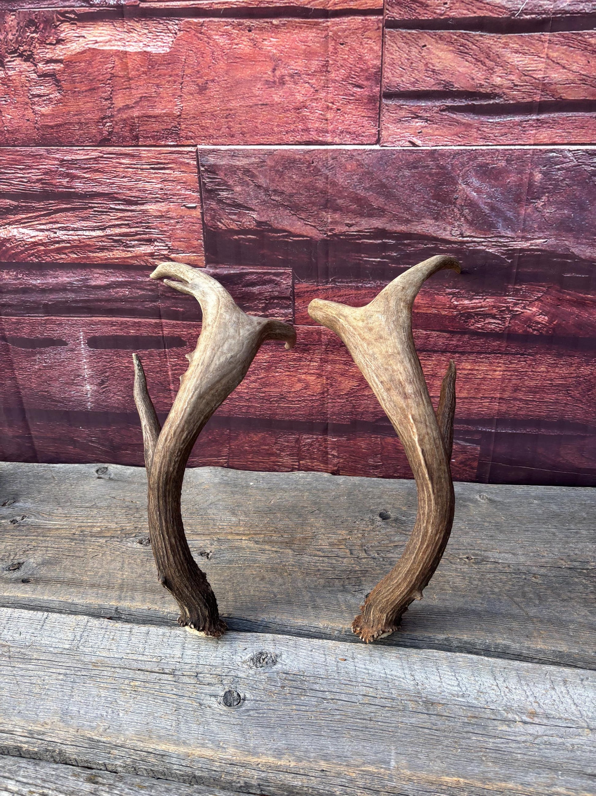 Albertan White-tailed Deer Antlers. Massive and Impressive Matching "high-horned" Set