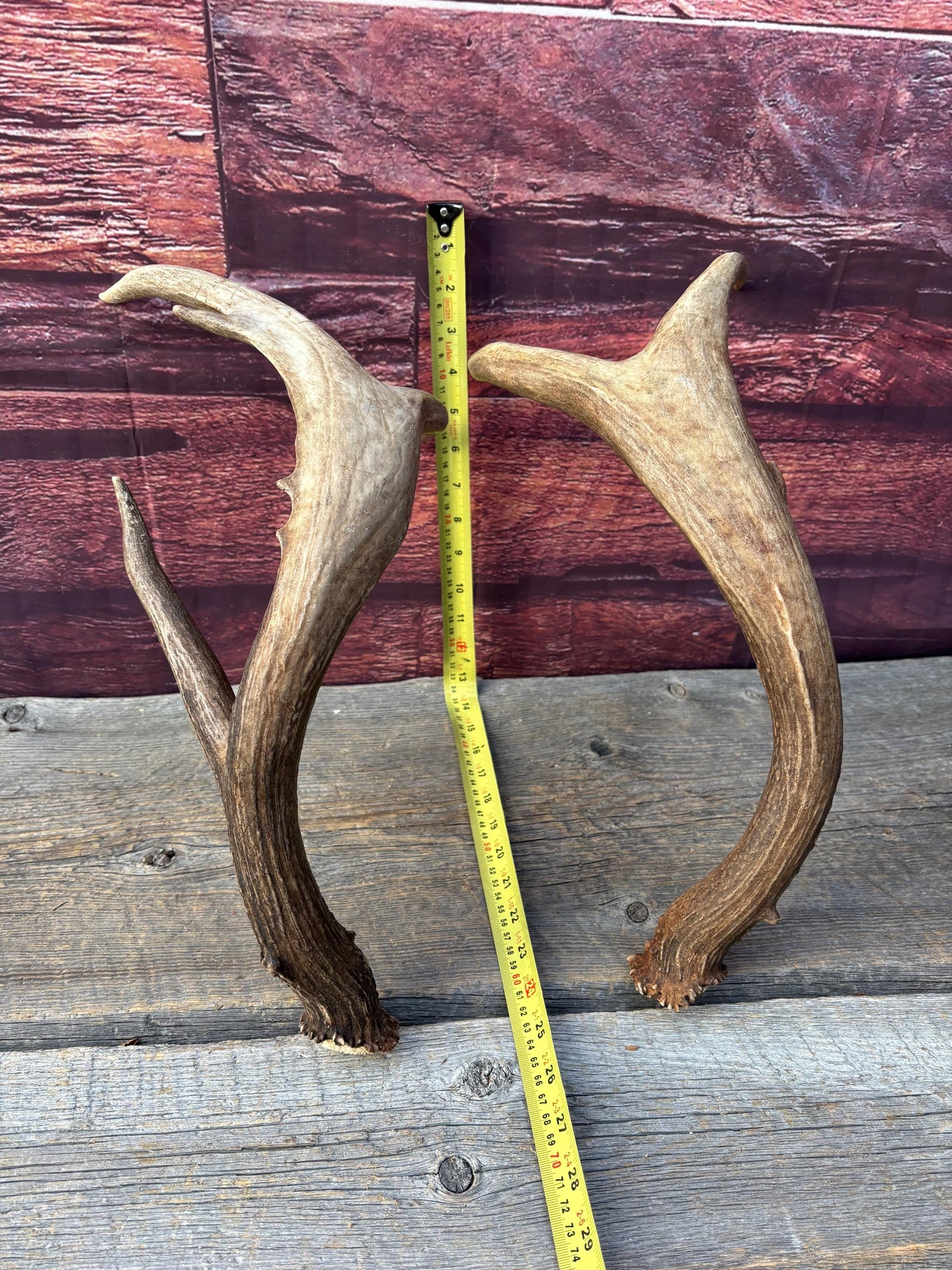 Albertan White-tailed Deer Antlers. Massive and Impressive Matching "high-horned" Set